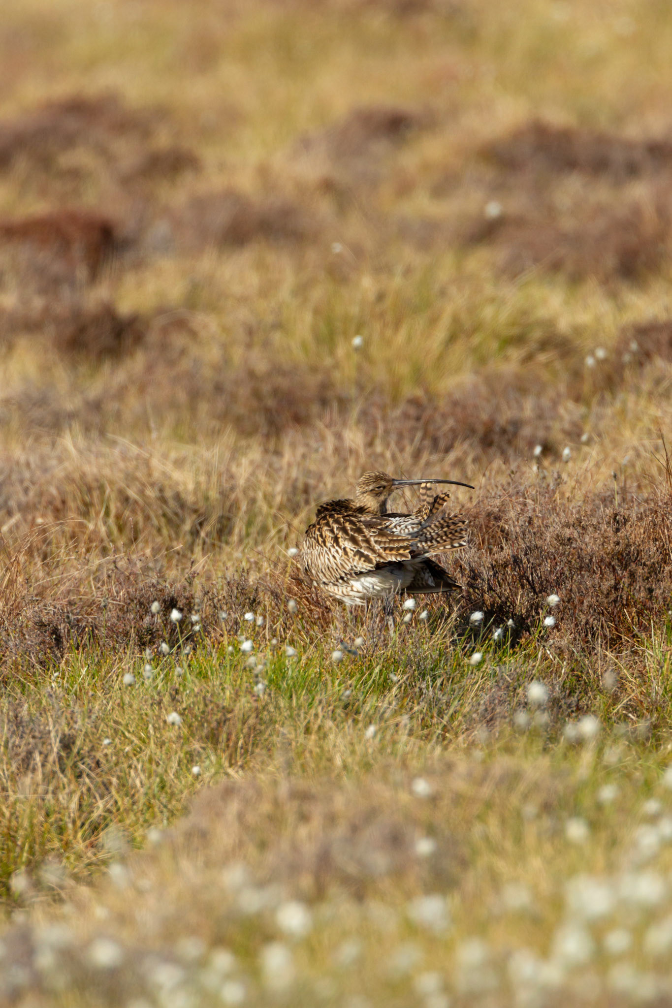 Curlew (Numenius arquata) adult, preening on moorland. Spring, North Wales, UK.