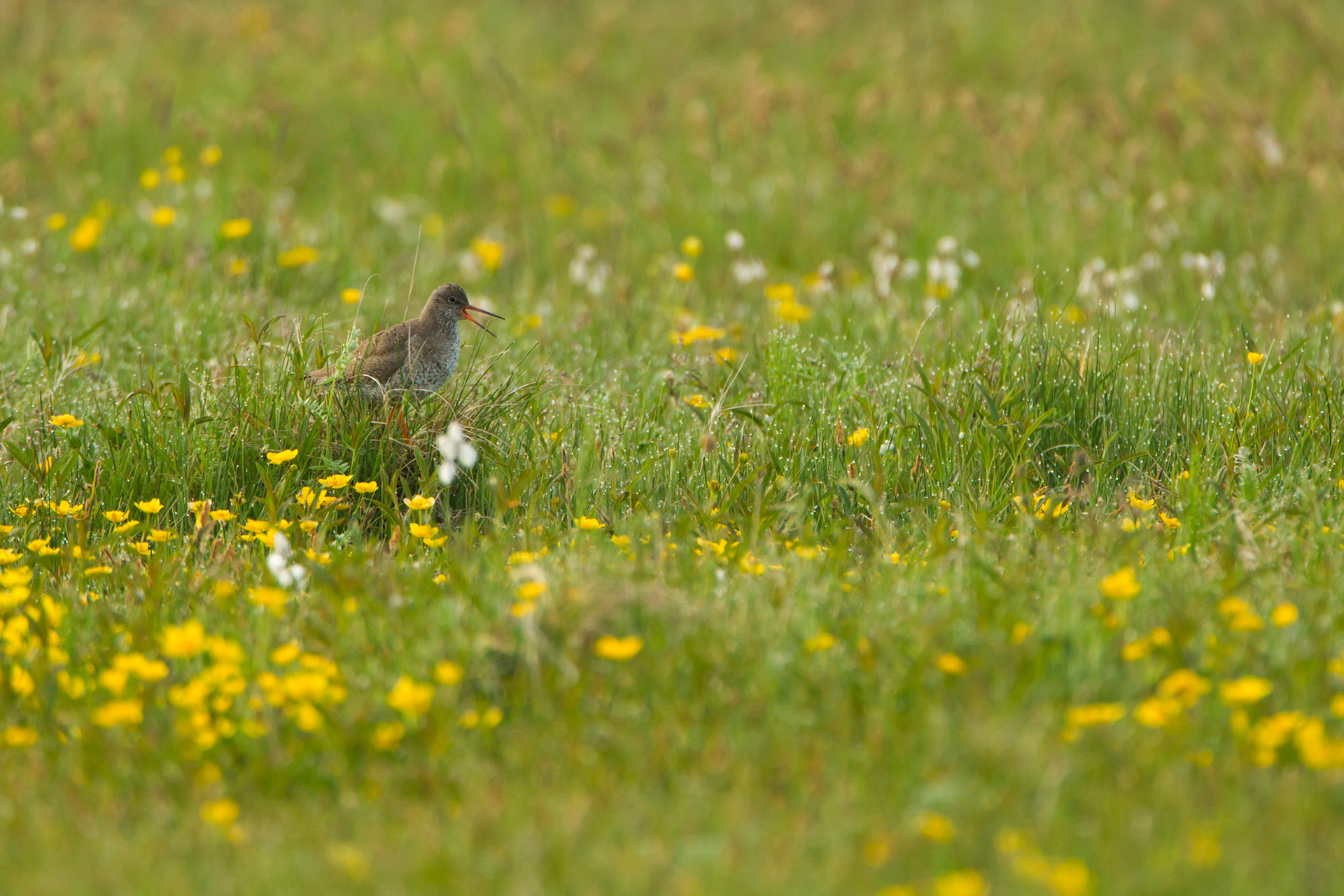 Red Shank, Tringa totanus, adult, on machair, calling, RSPB Balranald, North Uist, Outer hebrides, Scotland.