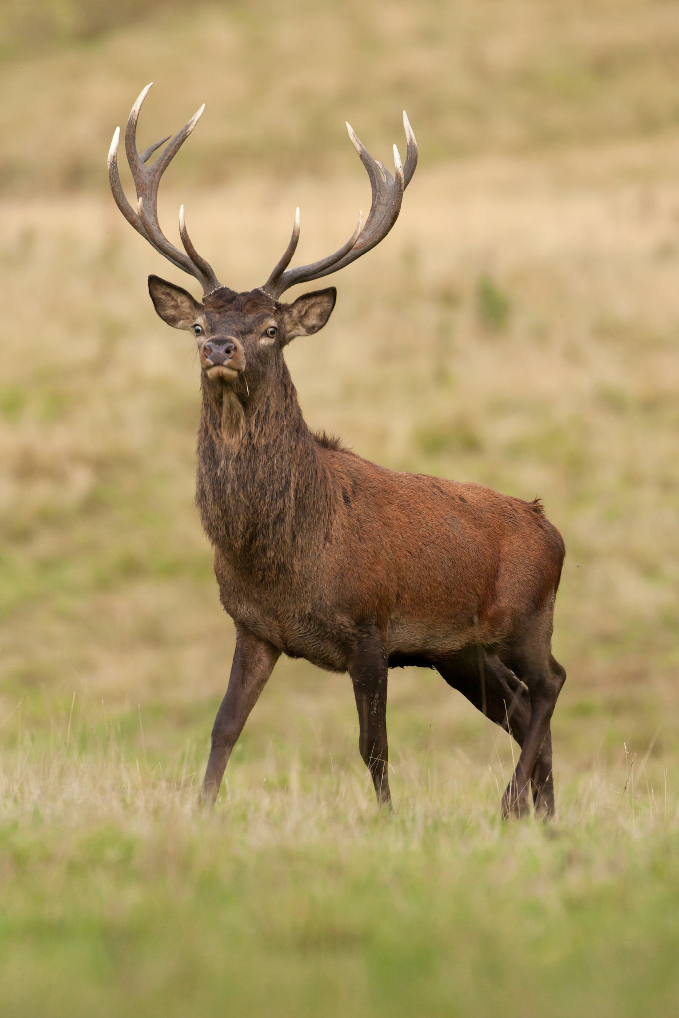 Red deer stag portrait in parkland