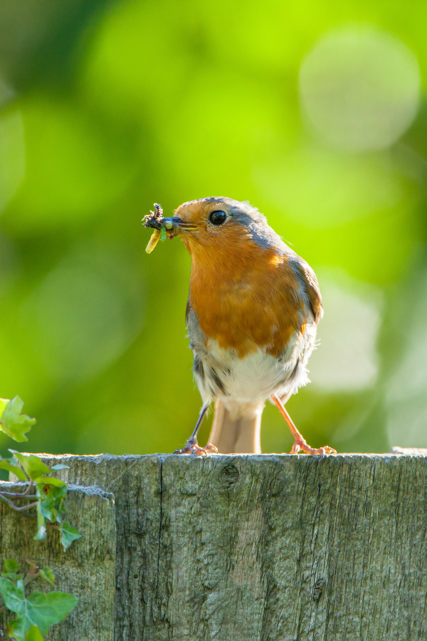 Robin, Erithacus rubecula, adult, standing on fence with food in bill, summer, Powys, Wales, UK