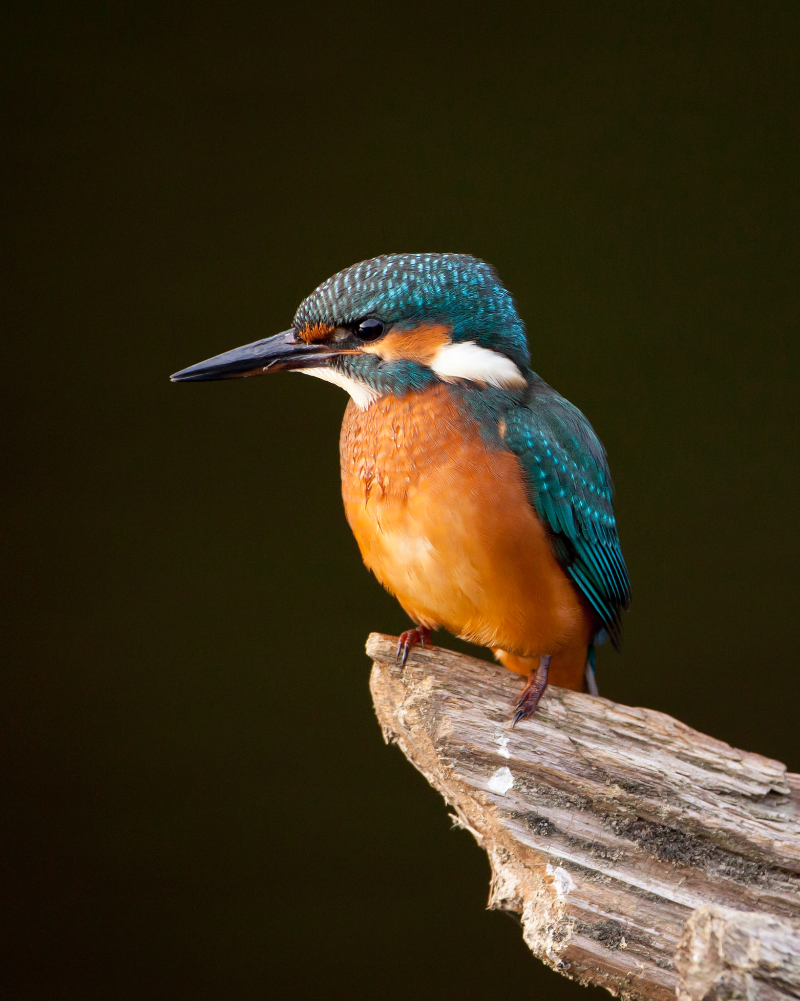 Kingfisher, Alcedo atthis, adult male, perching on tree stump with dark background, Summer, Wales, UK.