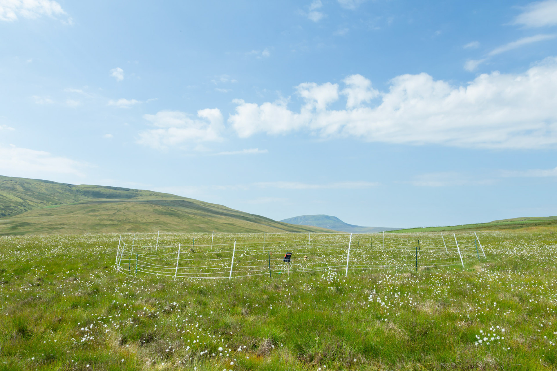 Curlew nest YI 3, taken at ground level, Summer, North Wales, UK.