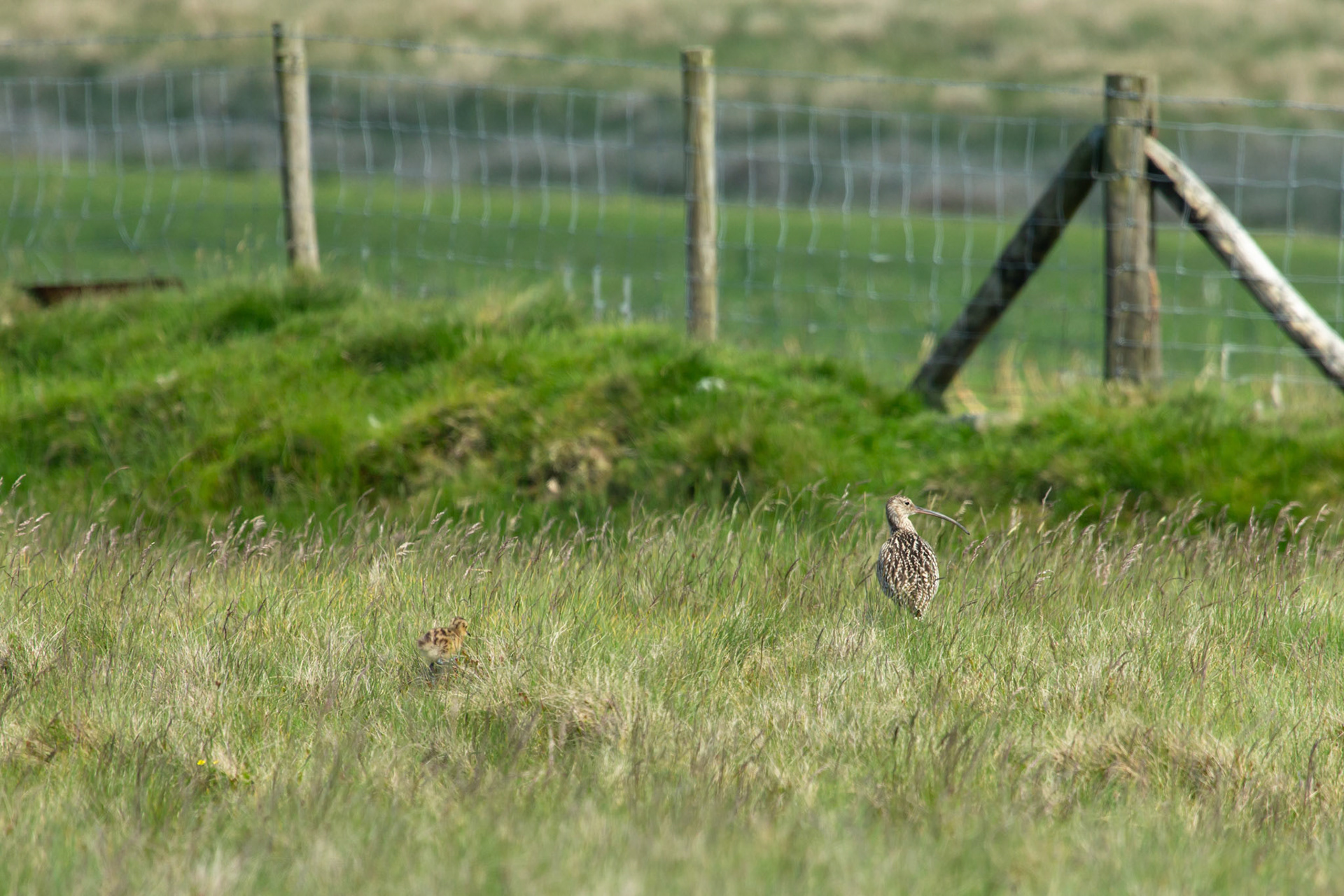 Curlew (Numenius arquata) adult and chick in long grass. Spring, North Wales, UK.