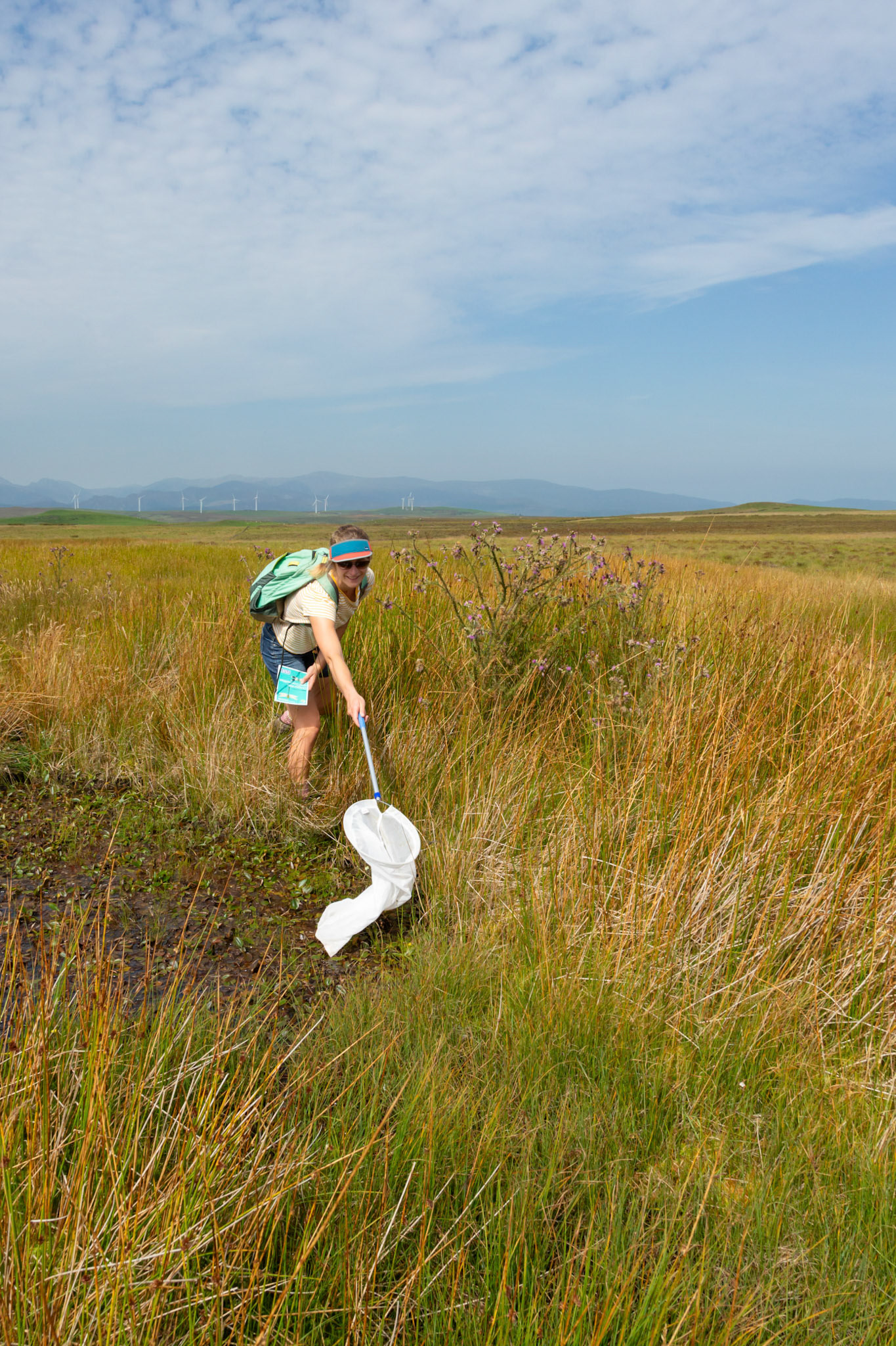 RSPB volunteer trying to catch dragonflies at pond on North Wales moors. Summer, North Wales, UK