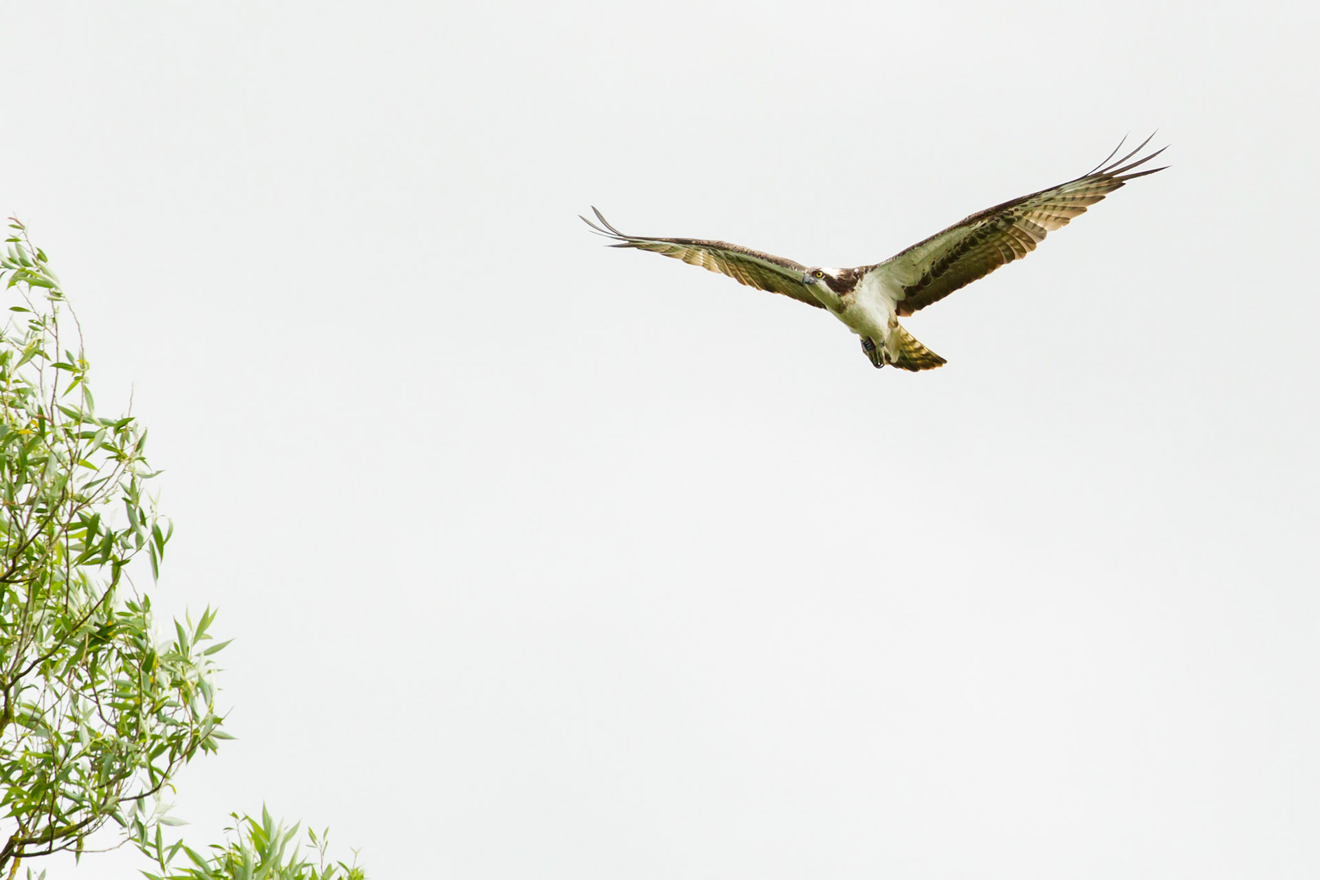 Osprey, Pandion Haliaetus, adult, in flight, Summer, Rutland, England, UK