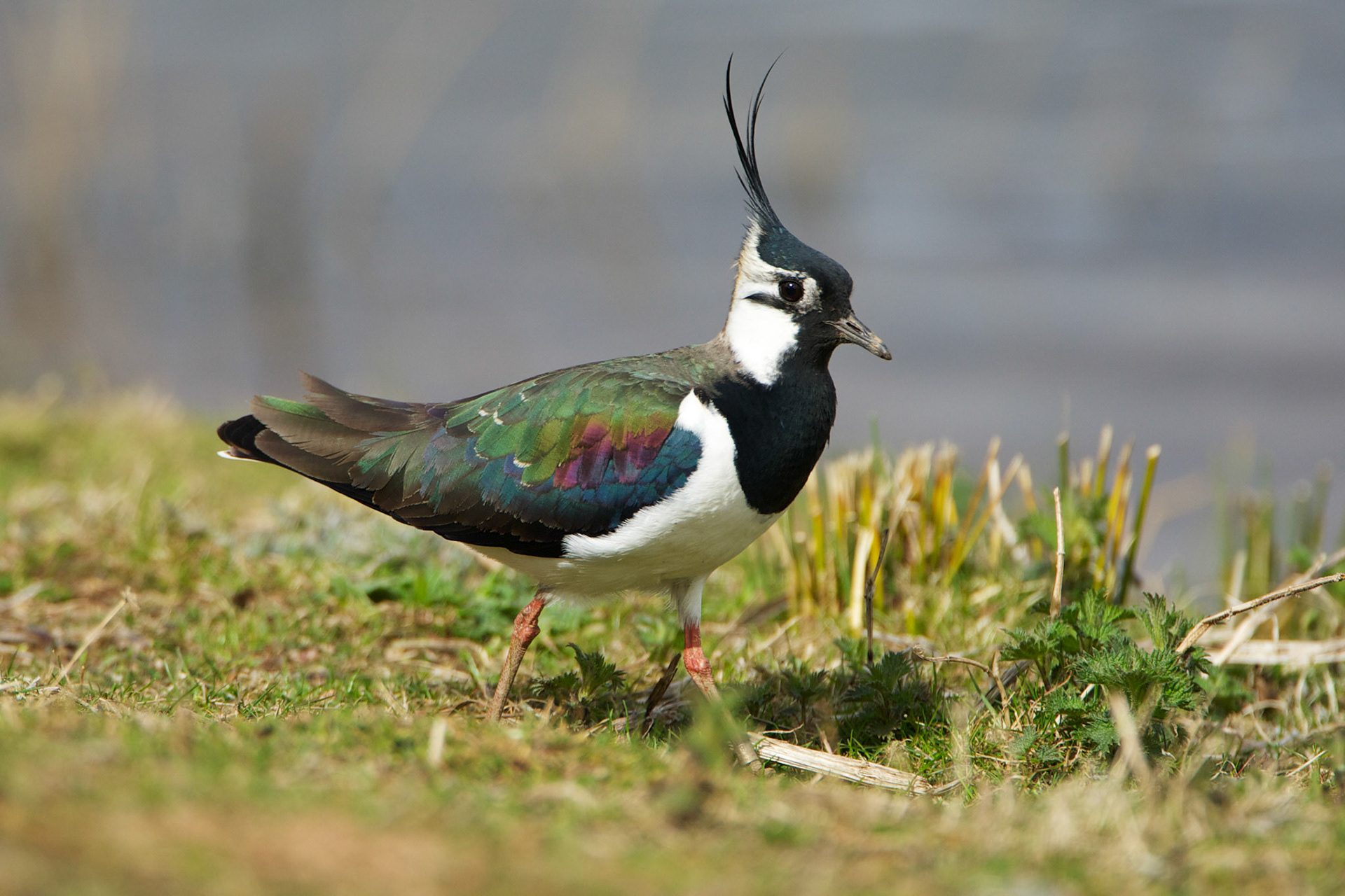 Lapwing portrait©Jake Stephen Photography.
