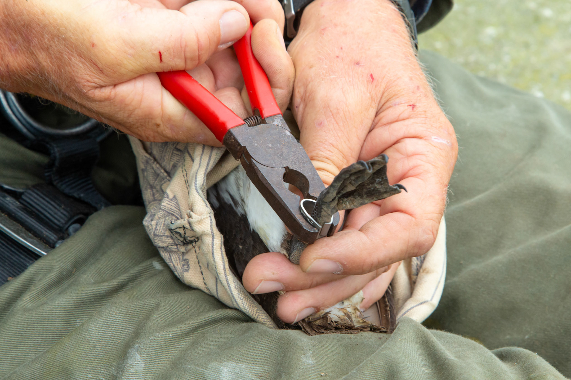 Guillimot being ringed by RSPB staff. Summer, RSPB South Stack, Wales, UK.