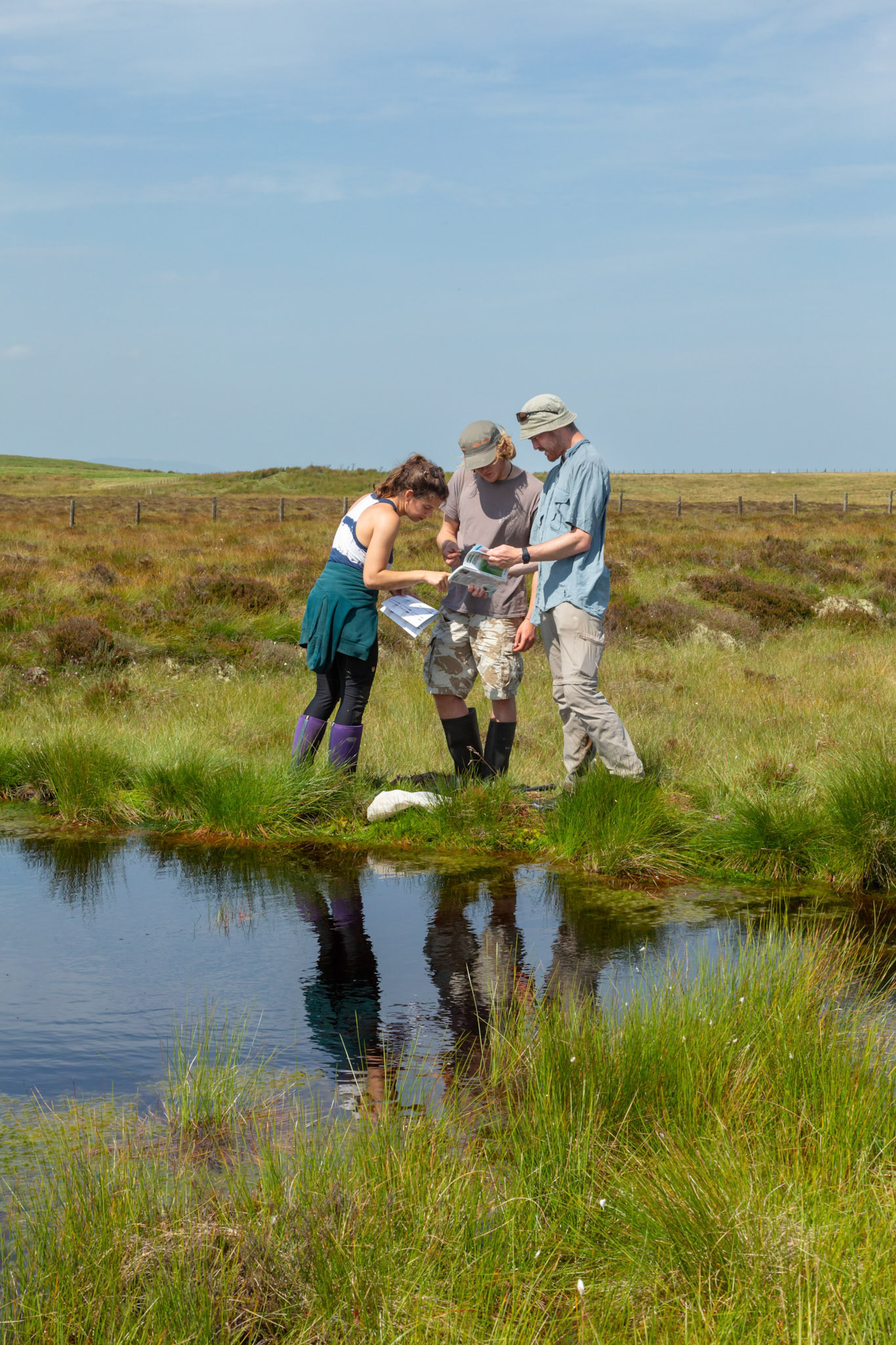 RSPB staff members and volunteer confirming dragonfly species whilst conducting a dragonfly survey at pond on North Wales moors. Portrait orientation. Summer, North Wales, UK