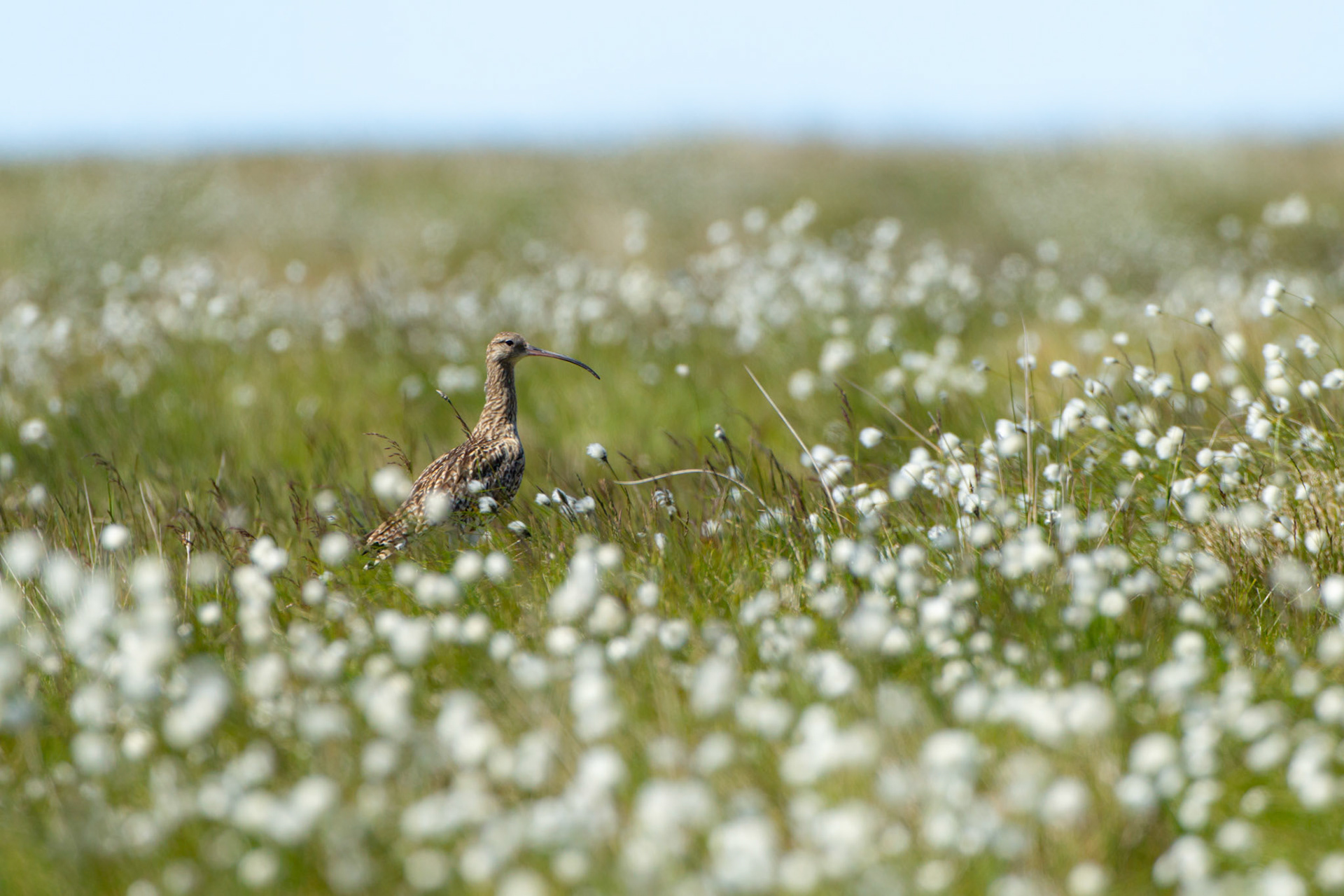 Curlew (Numenius arquata) adult in cotton grass. Summer, North Wales, UK.