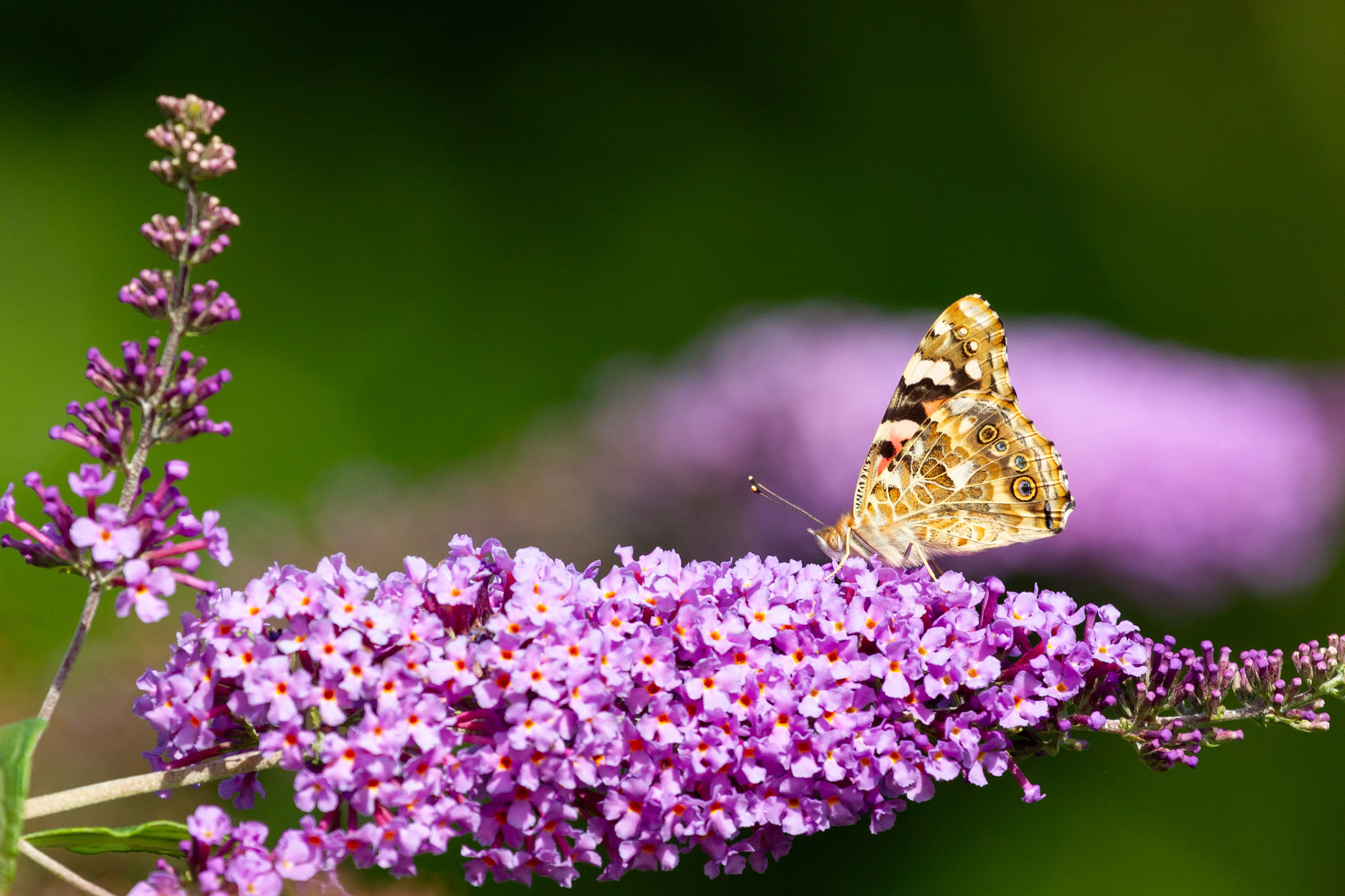 Painted Lady Butterfly, Vanessa cardui, adult, feeding on buddleja. Summer, Wales, UK.