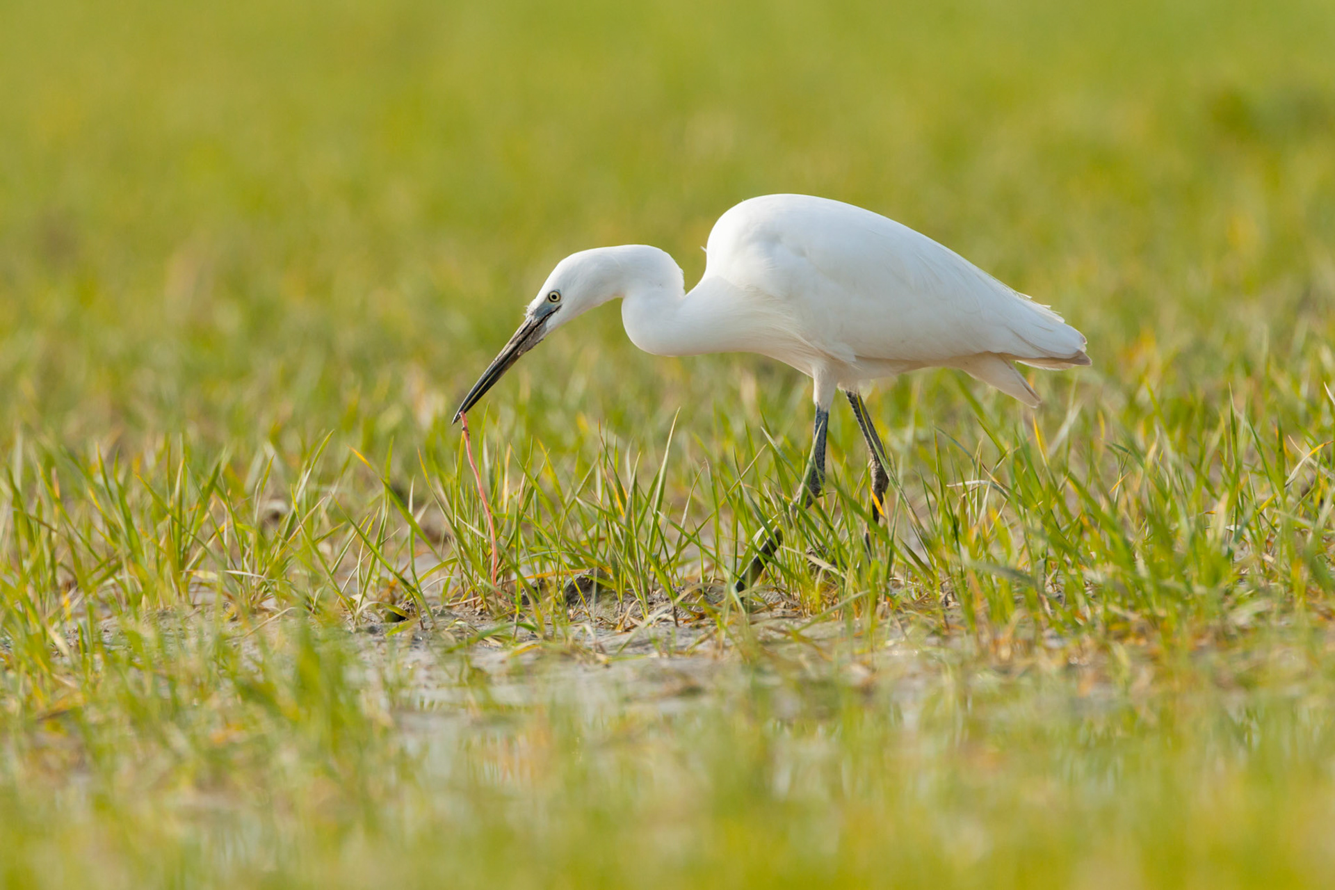 Little Egret, Egretta garzetta, adult, eating food in field, Spring, Powys, Wales