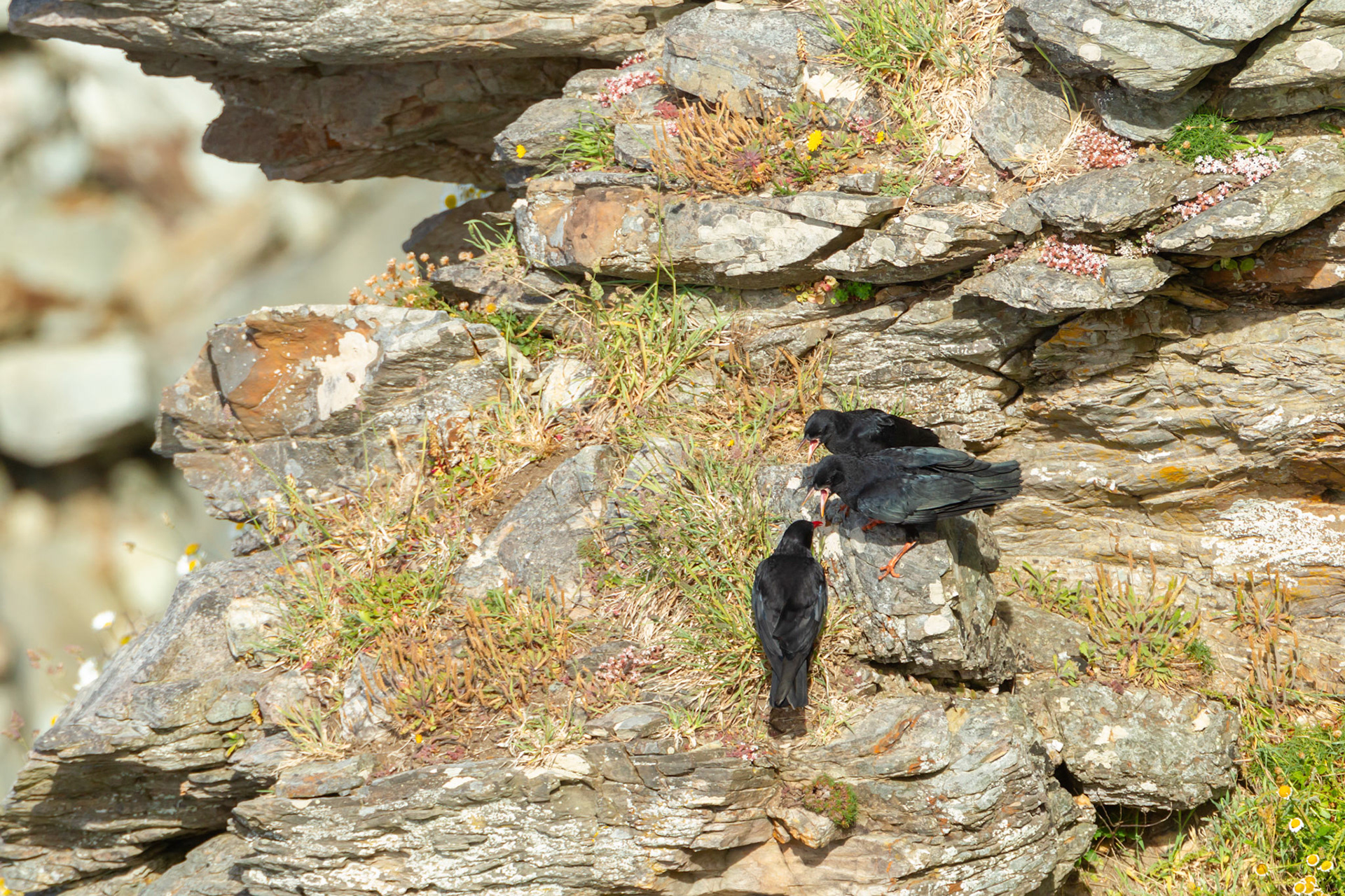 Cough, Pyrrhocorax phrrhocorax, chicks begging for food from adult. Summer. RSPB South Stack. Wales, UK.