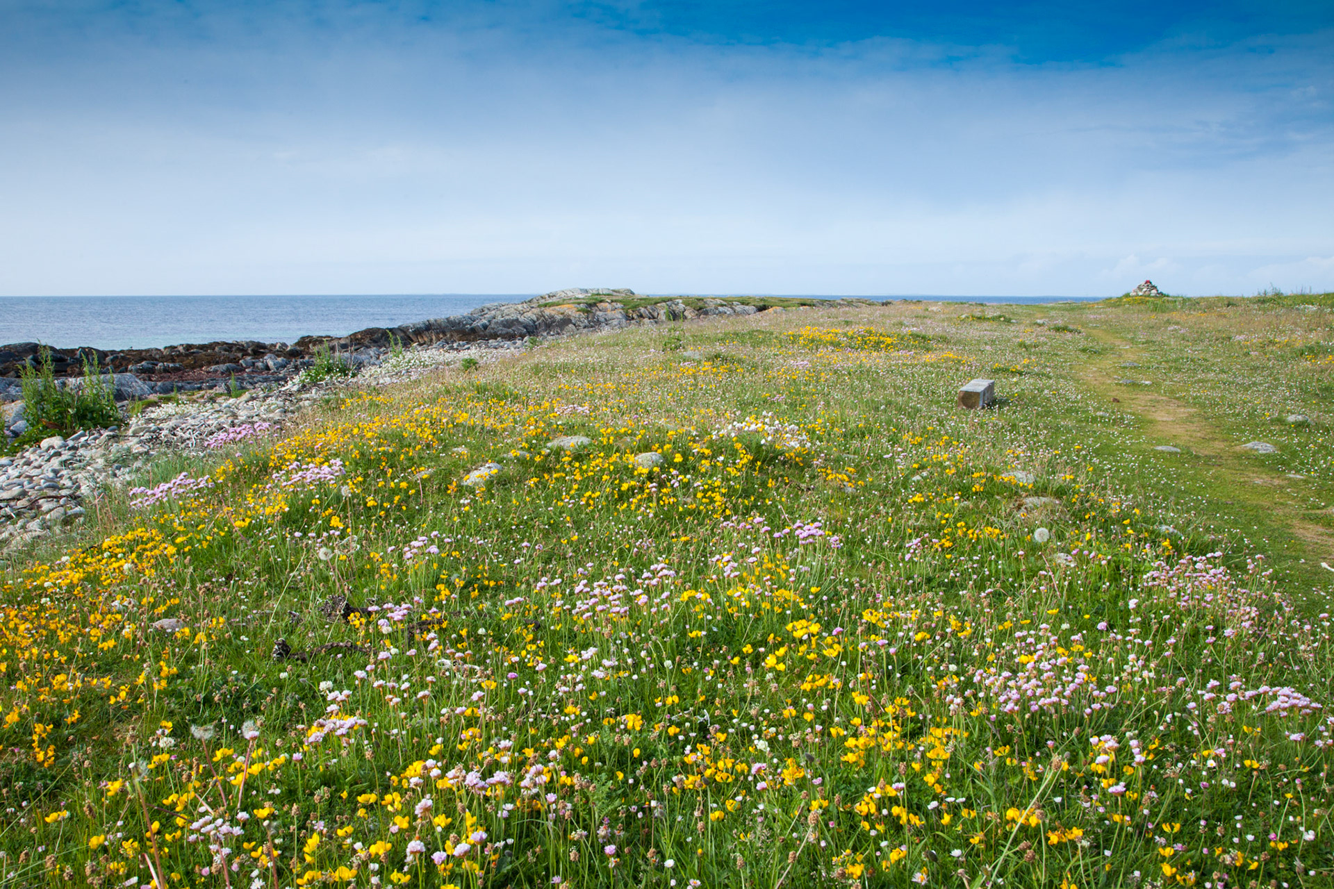 Wildflower Machair at RSPB Balranald, Summer, North Uist, Scotland, UK.