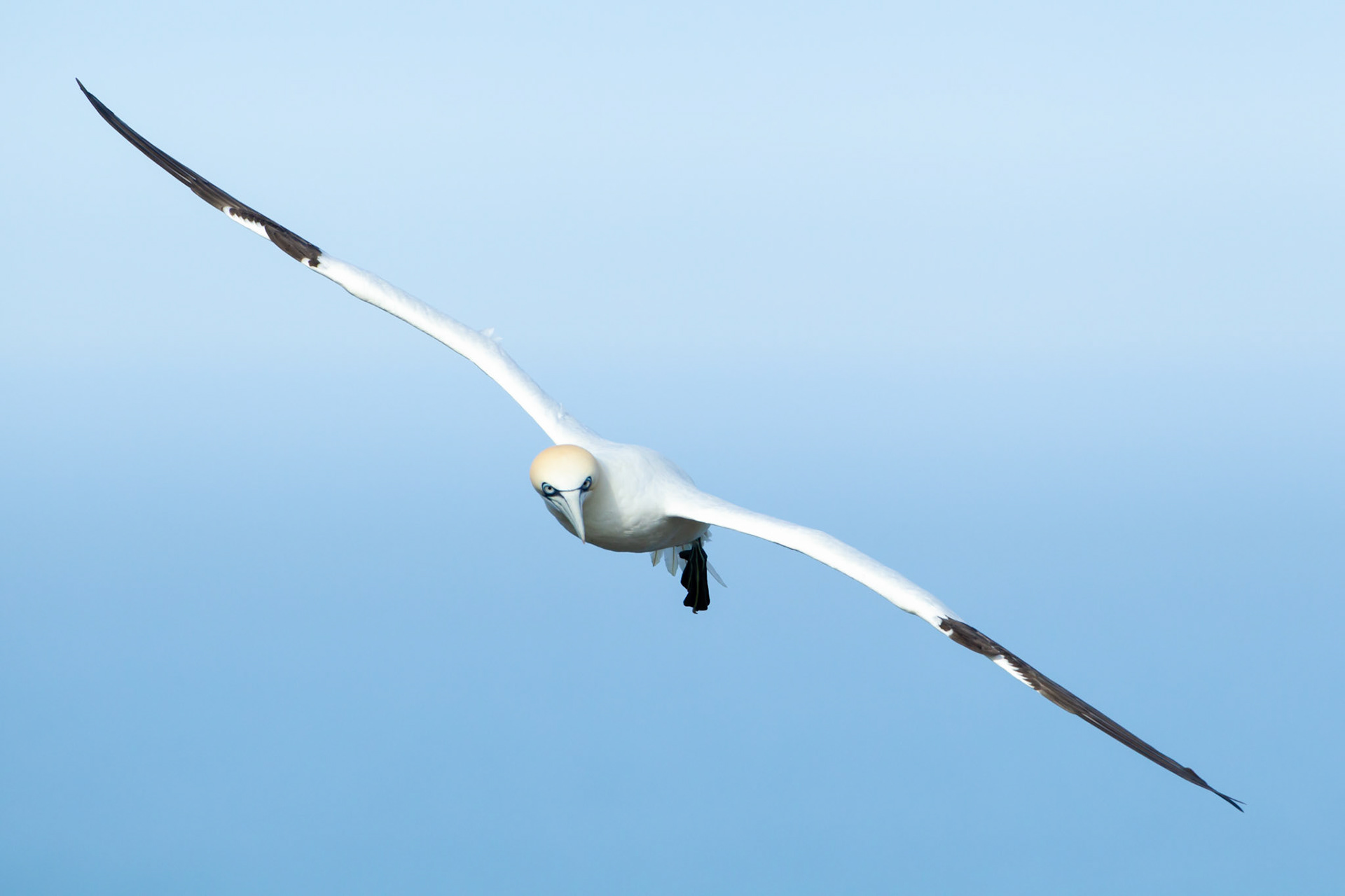 Gannet, Morus bassanus, adult, in flight, Summer, RSPB Bempton Cliffs, Yorkshire, England, UK