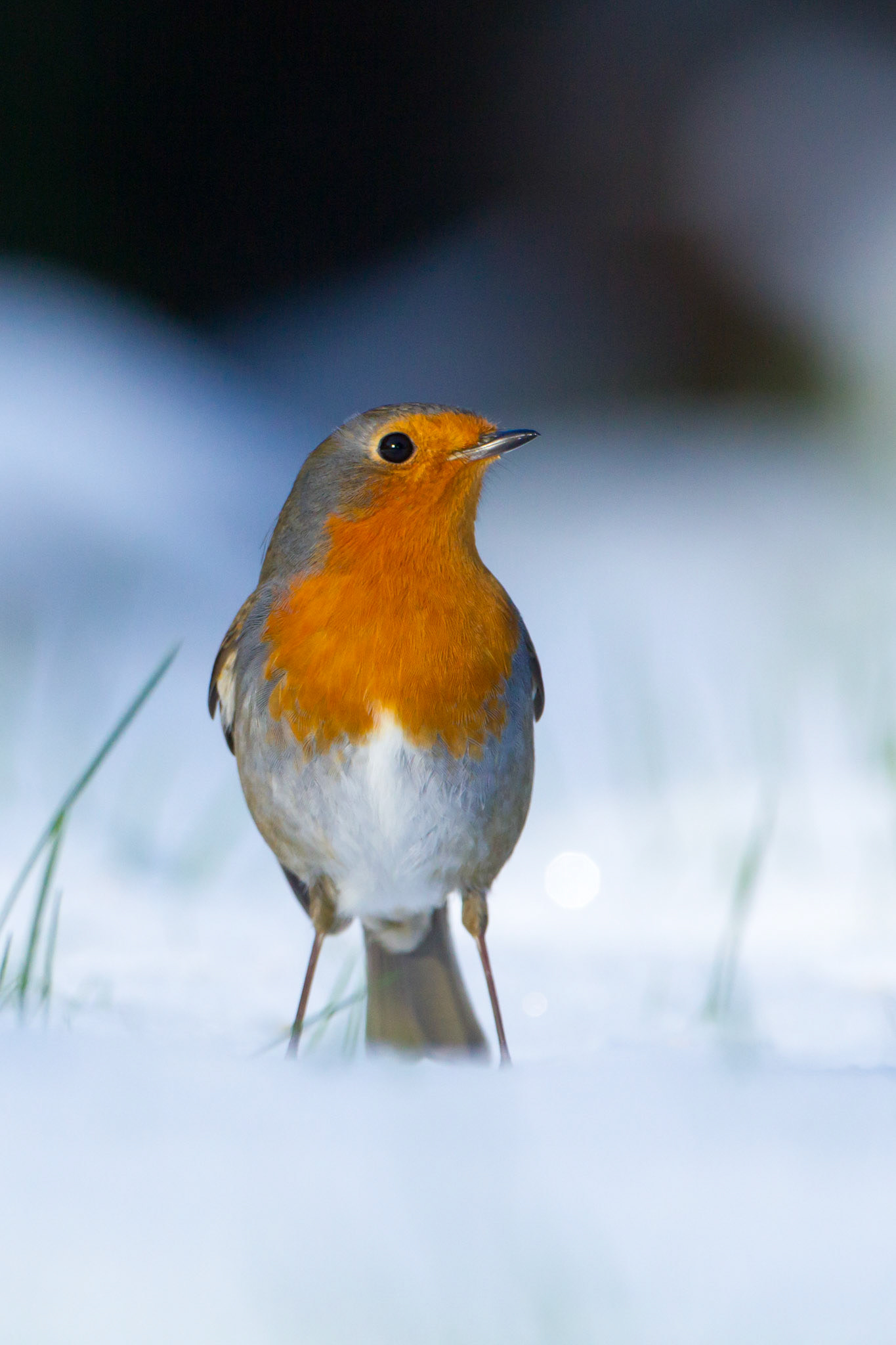 Robin, Erithacus rubecula, adult, standind in snow, winter, North Wales, UK.