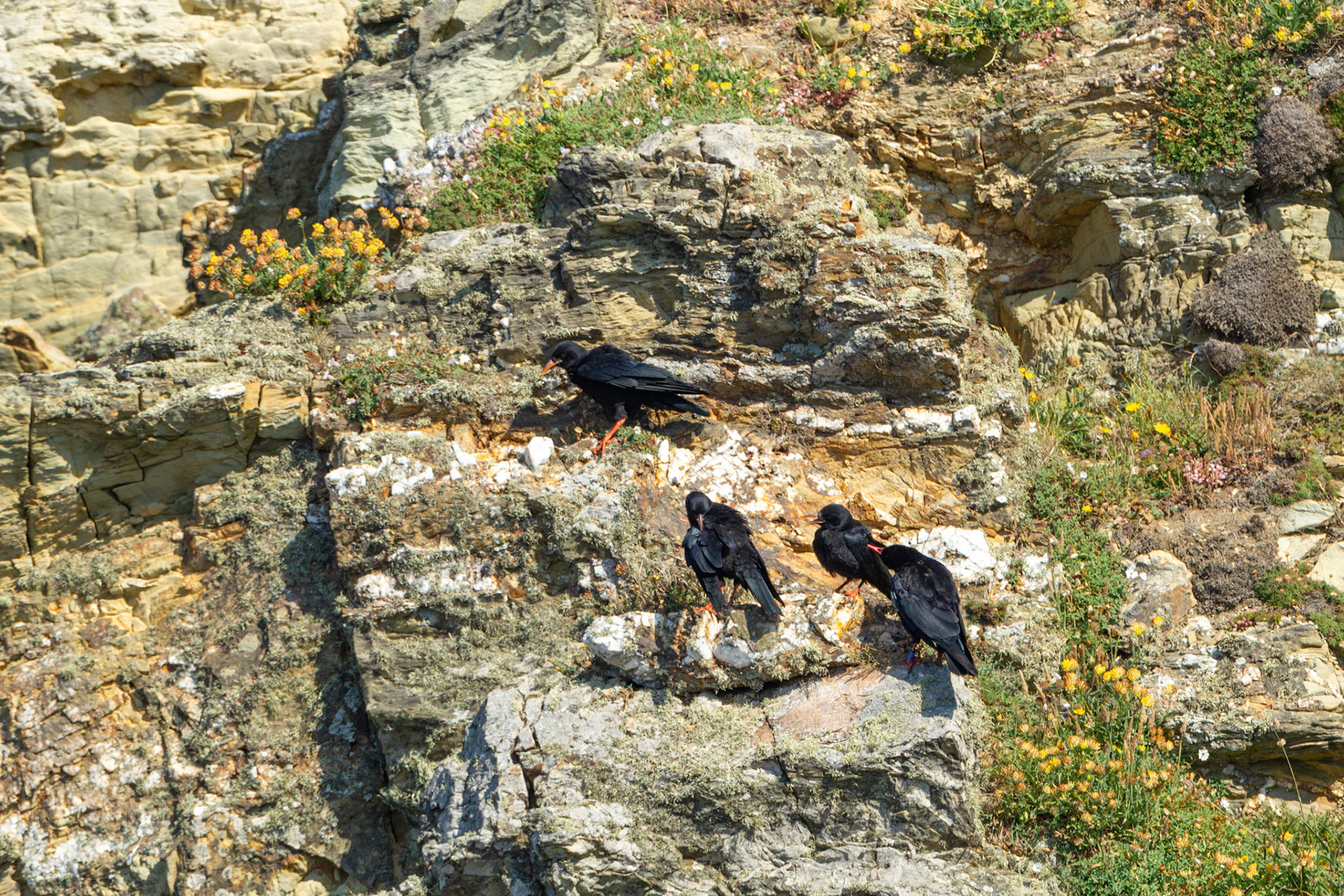 Cough, Pyrrhocorax phrrhocorax, adult &amp; chicks on cliff face. Summer, Wales, UK.
