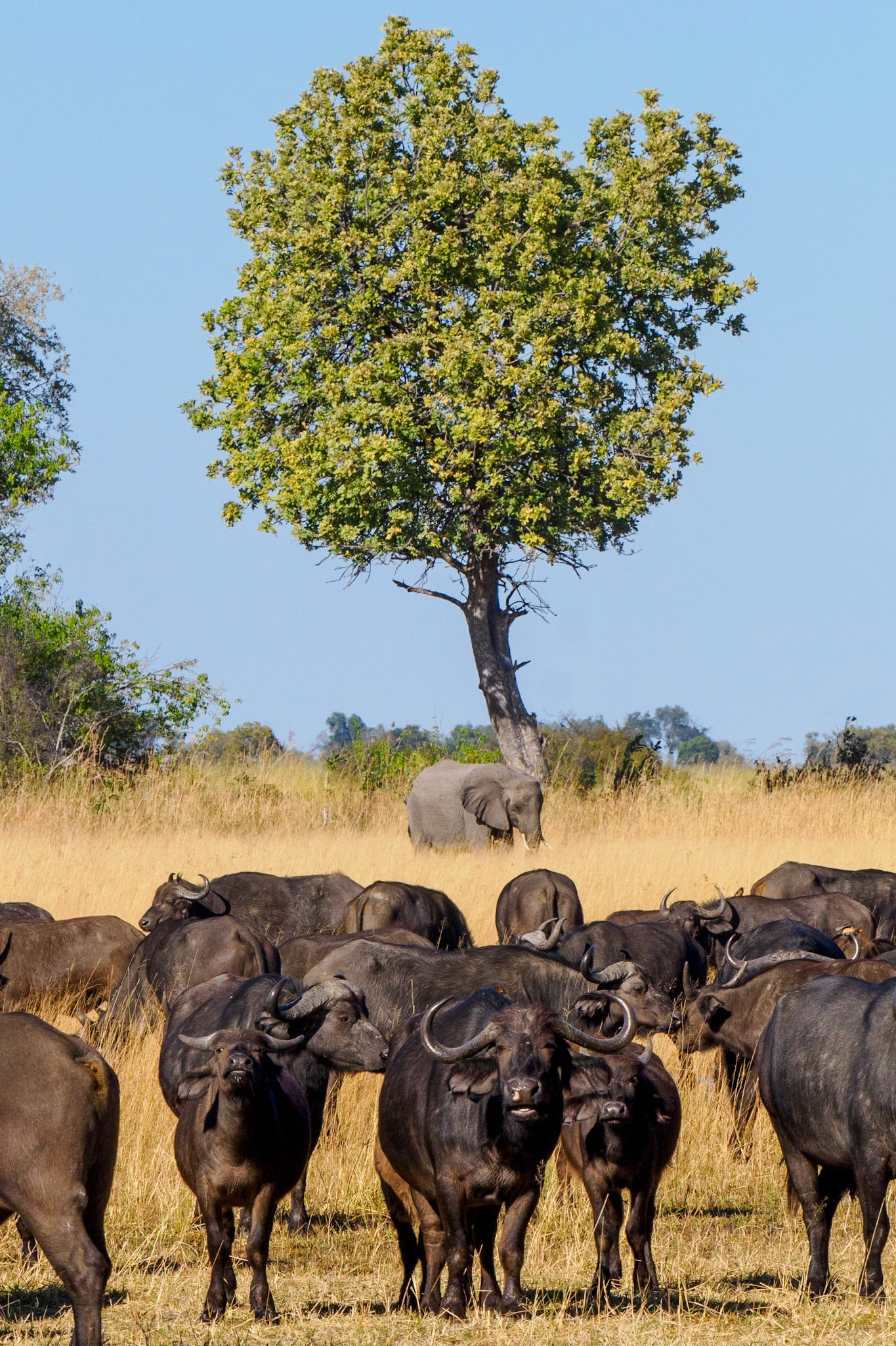 African buffalo and African elephant