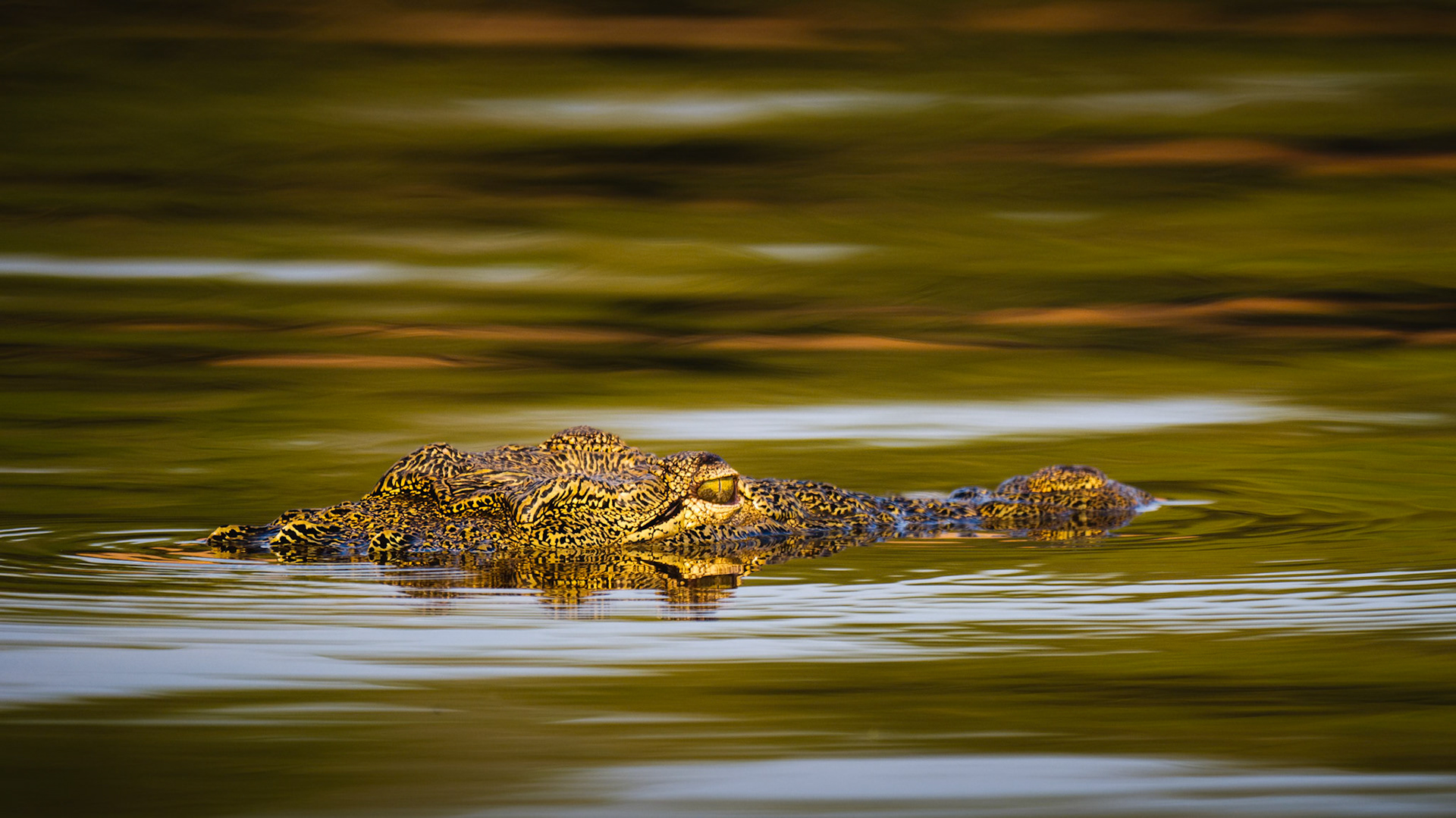 Nile Crocodile