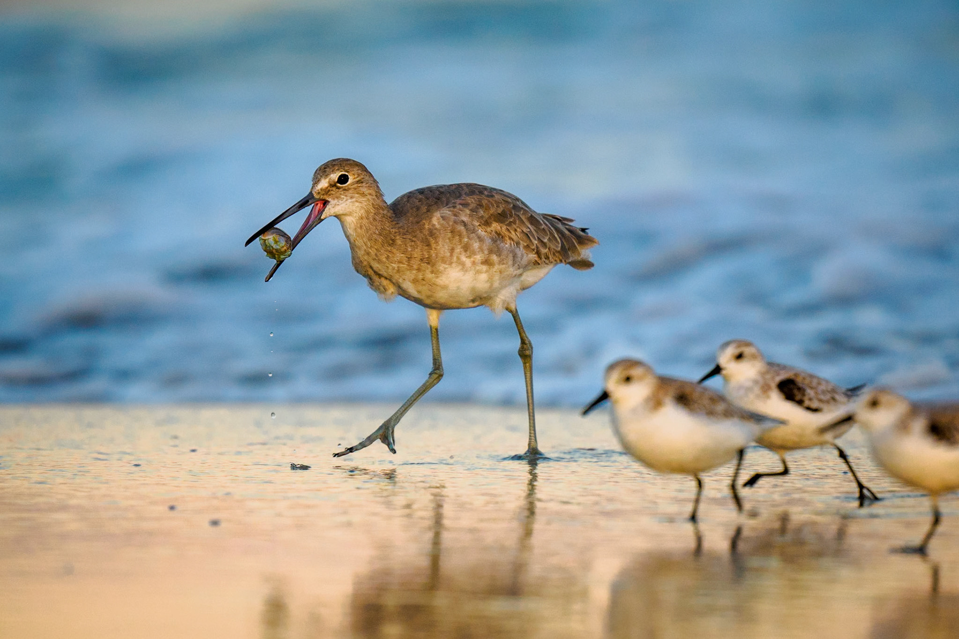 Willet and Sanderlings