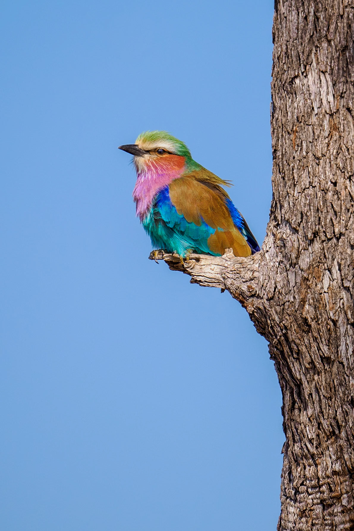Lilac-breasted Roller