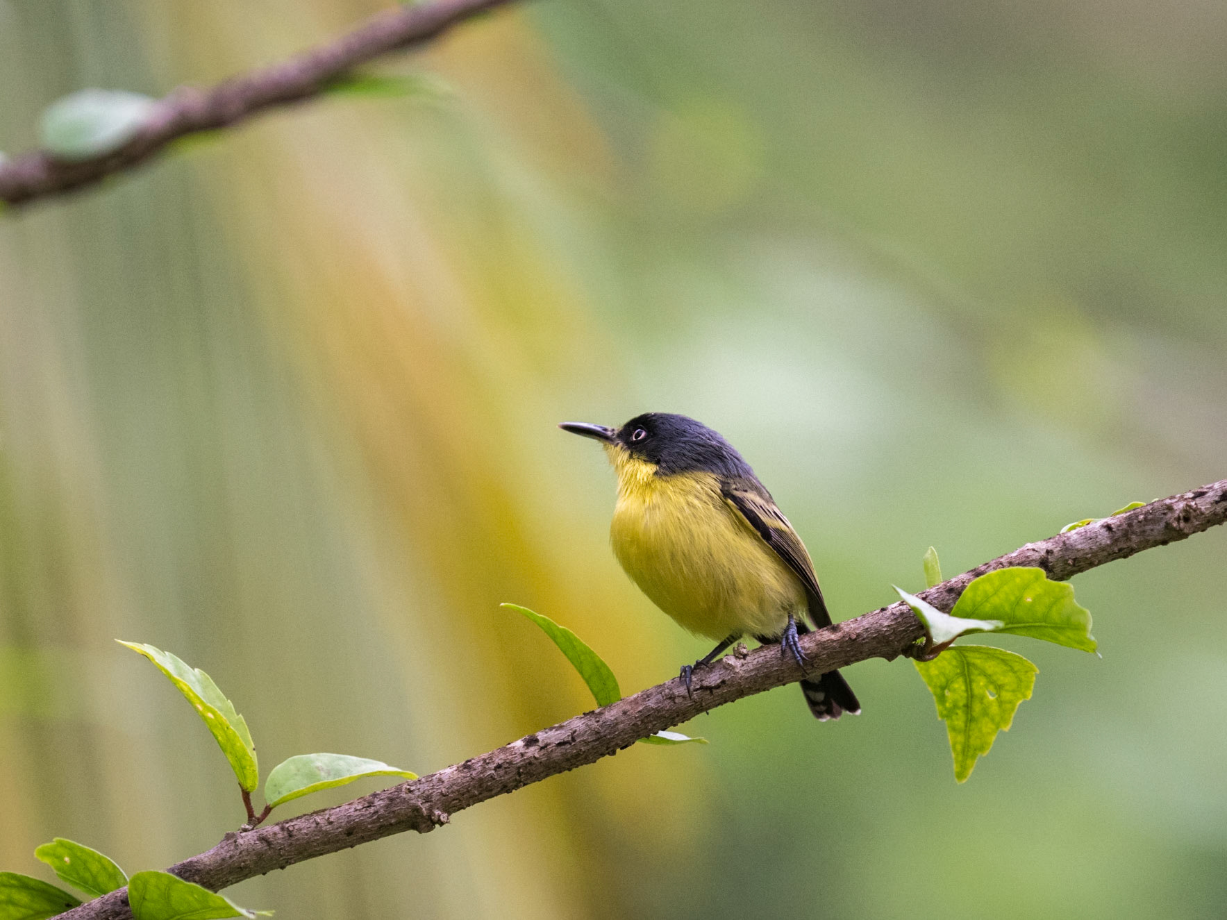 Common Tody-Flycatcher