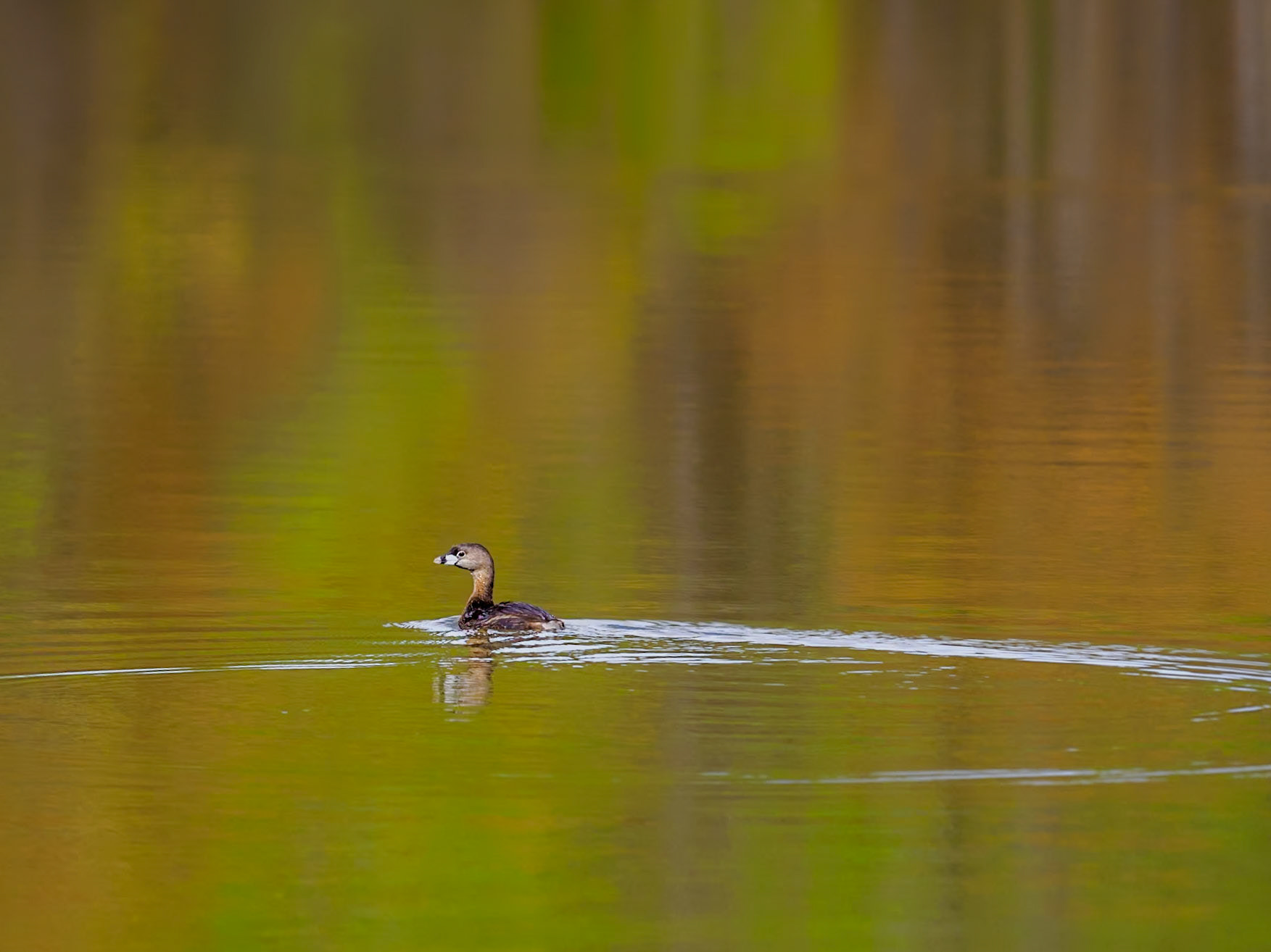 Pied-billed Grebe