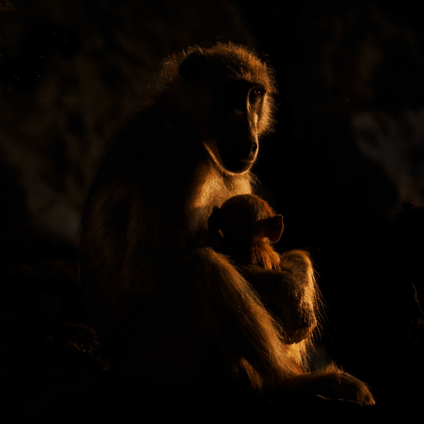 Baboon