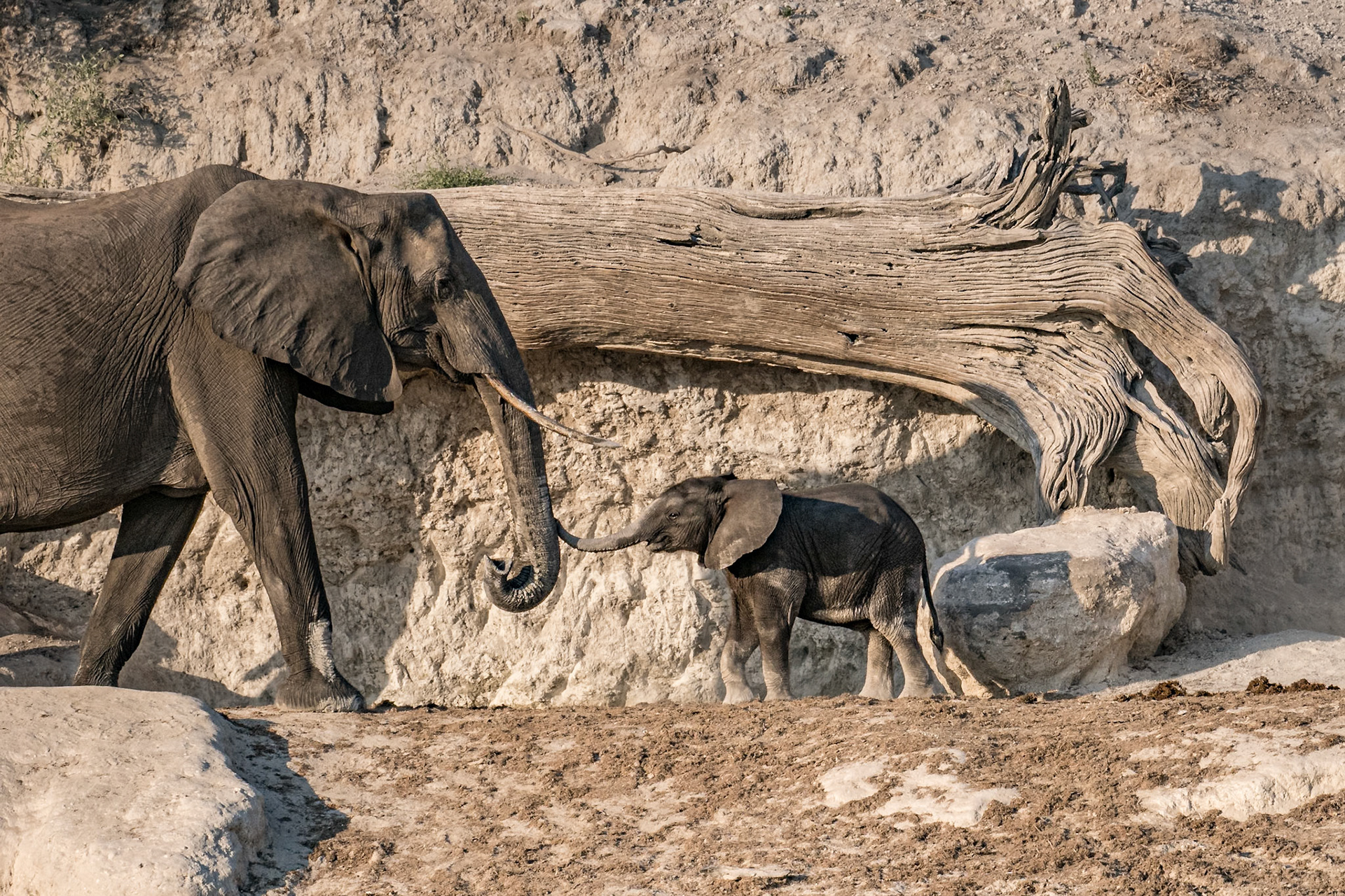 African elephant
