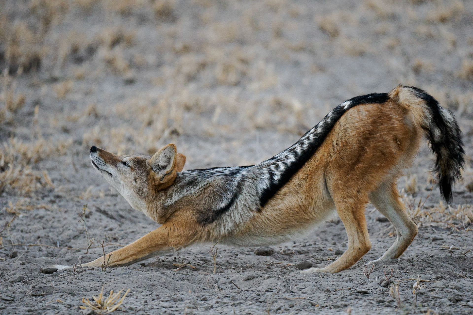 Black Backed Jackal