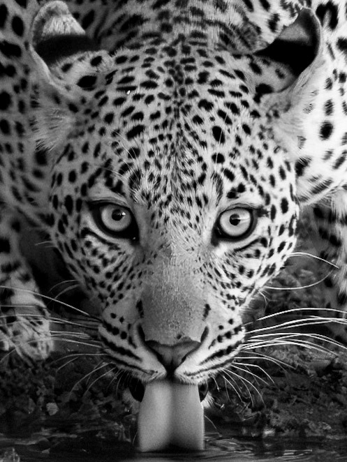Leopard