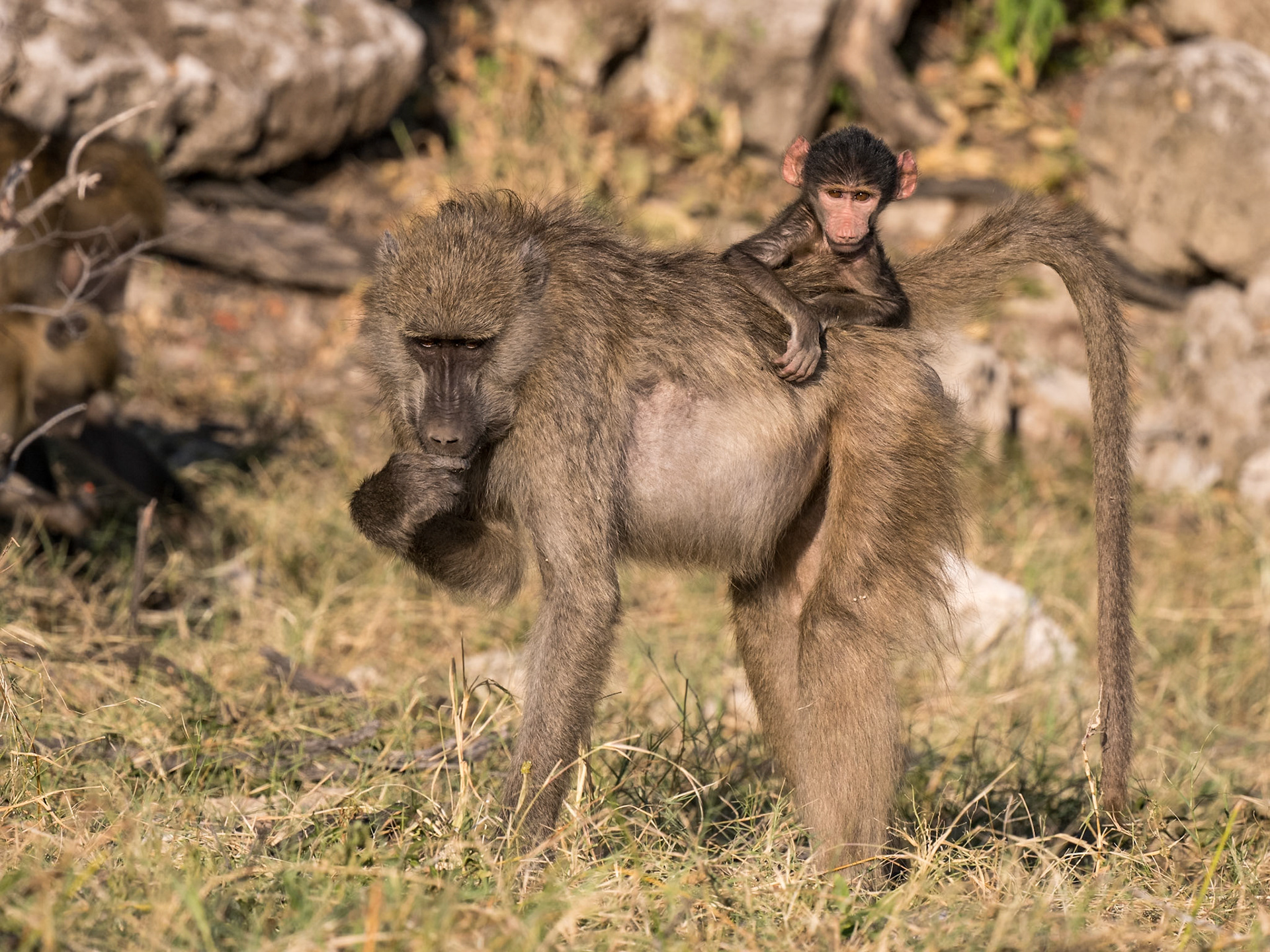 Baboon