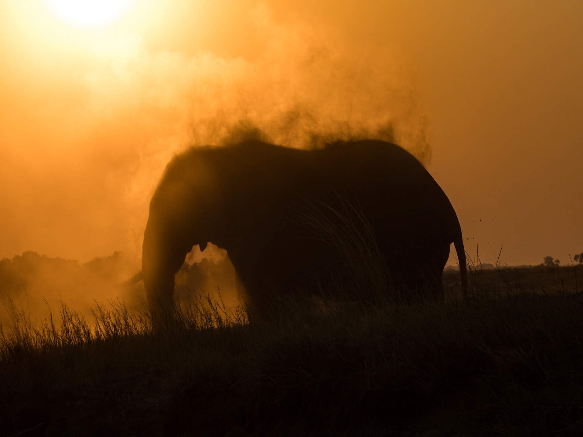 African elephant