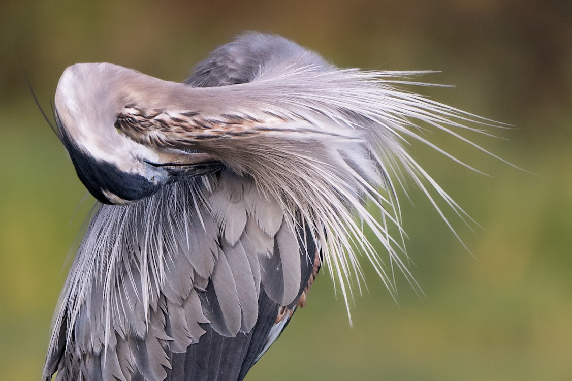 Great blue heron