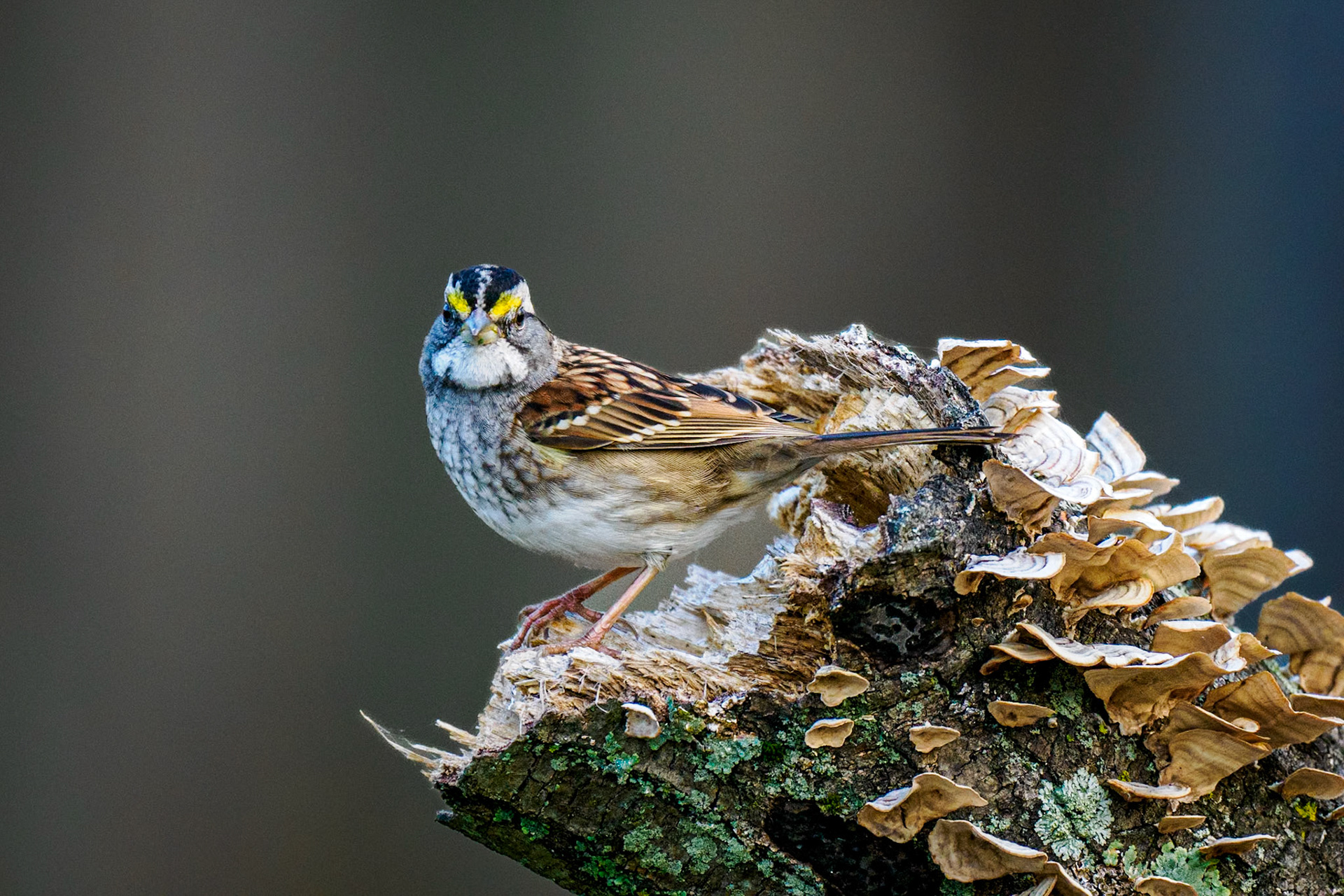 White-throated sparrow