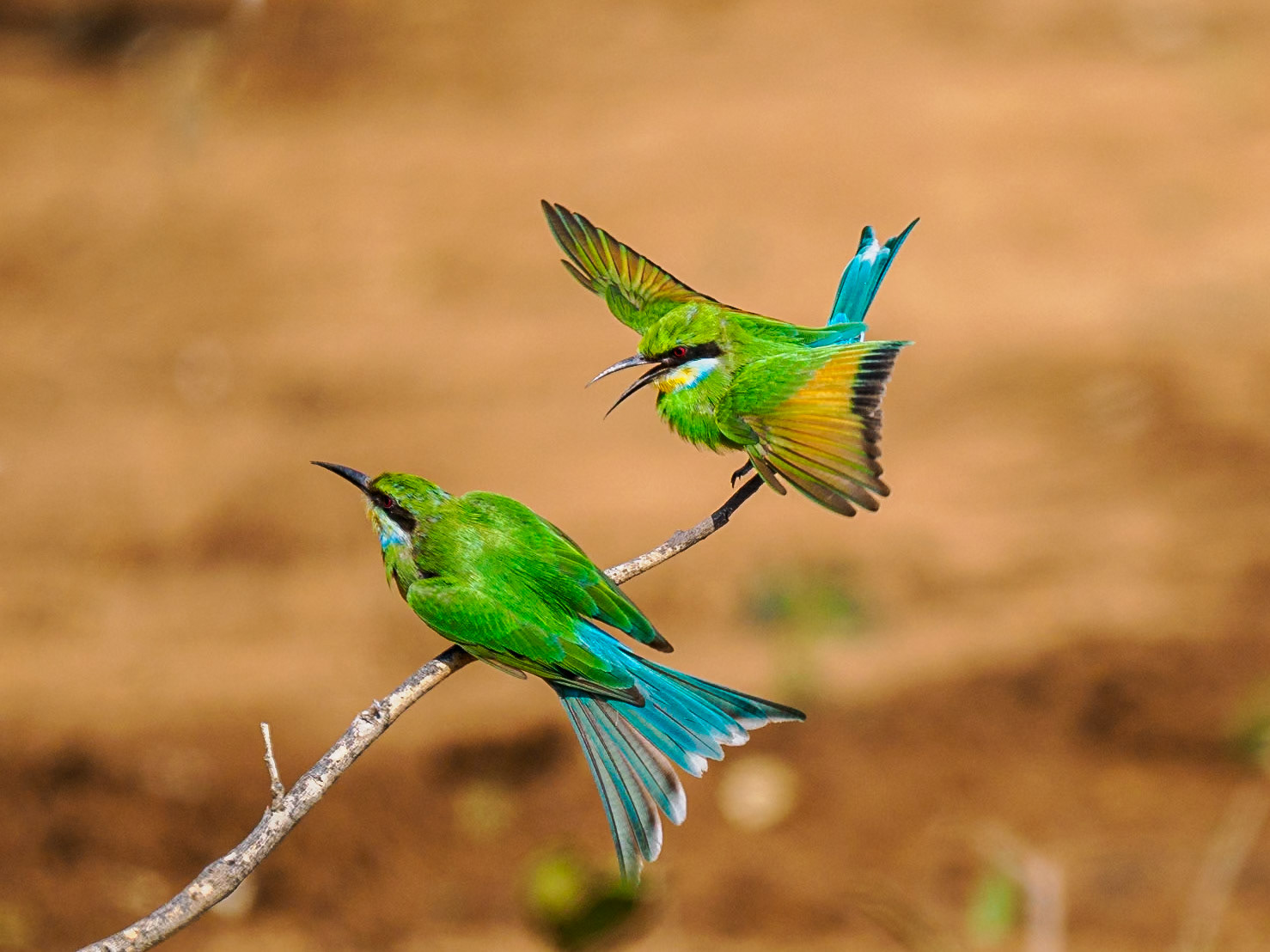 Swallow-tailed Bee-eater