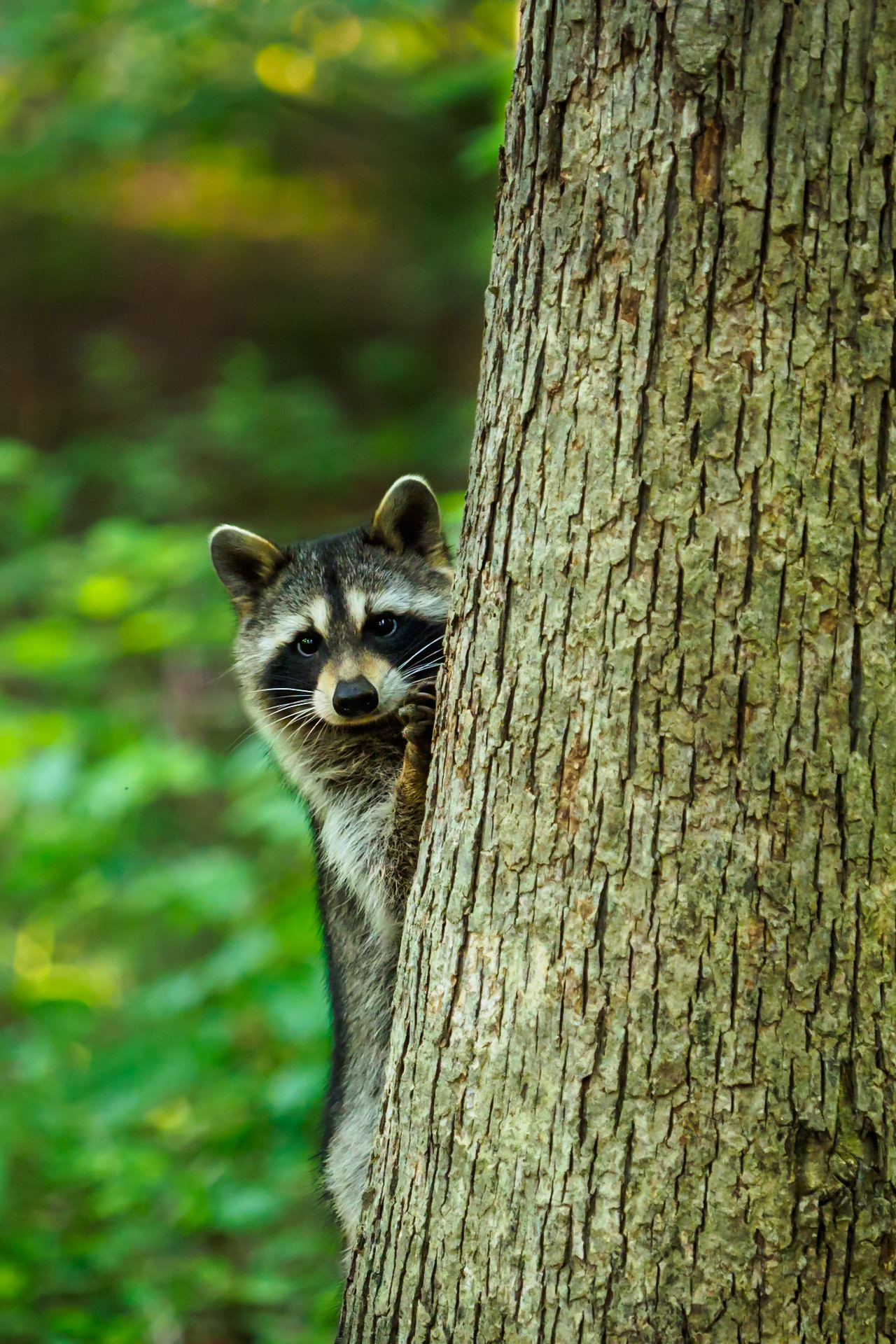 Raccoon