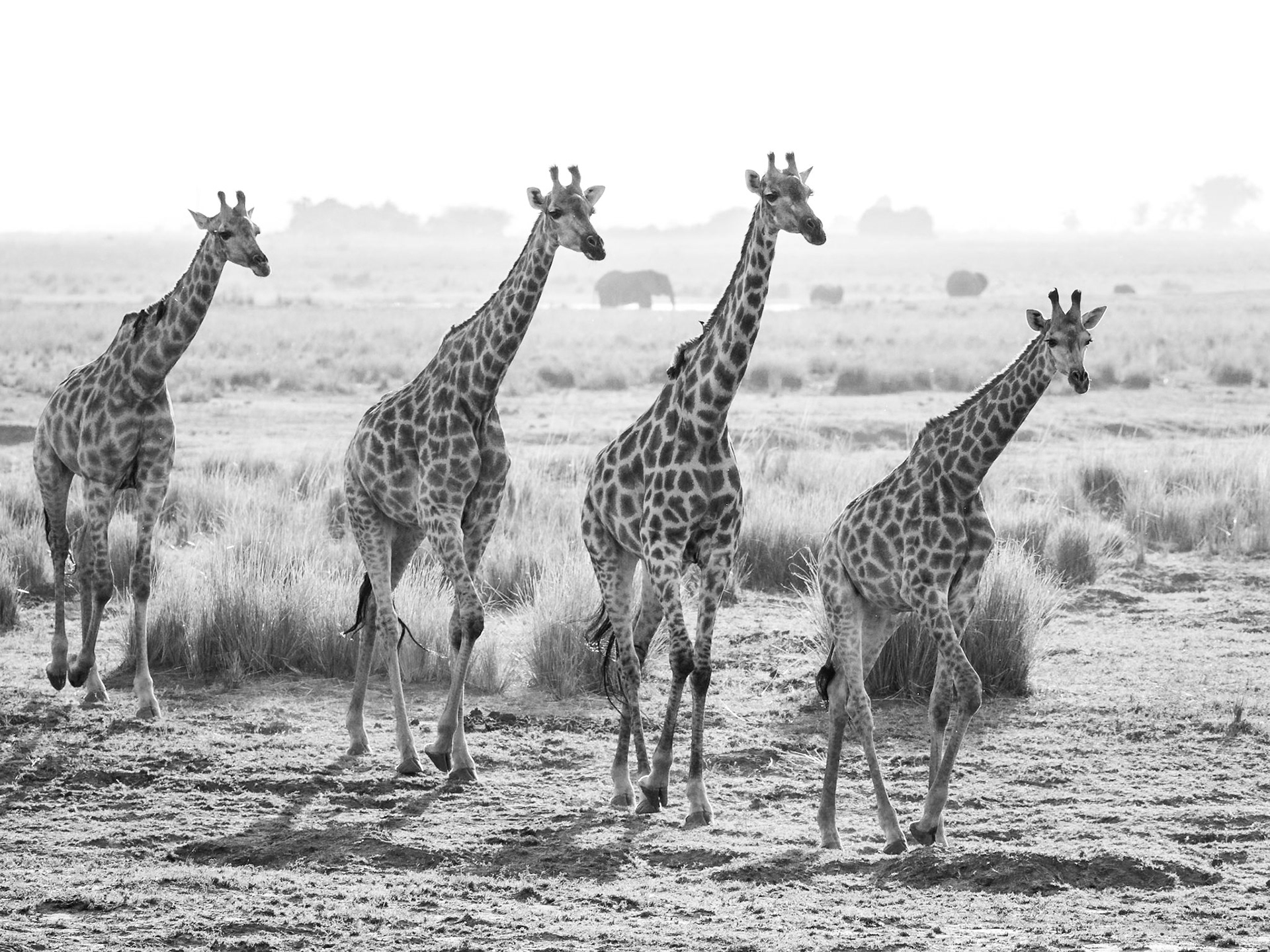 Giraffe
