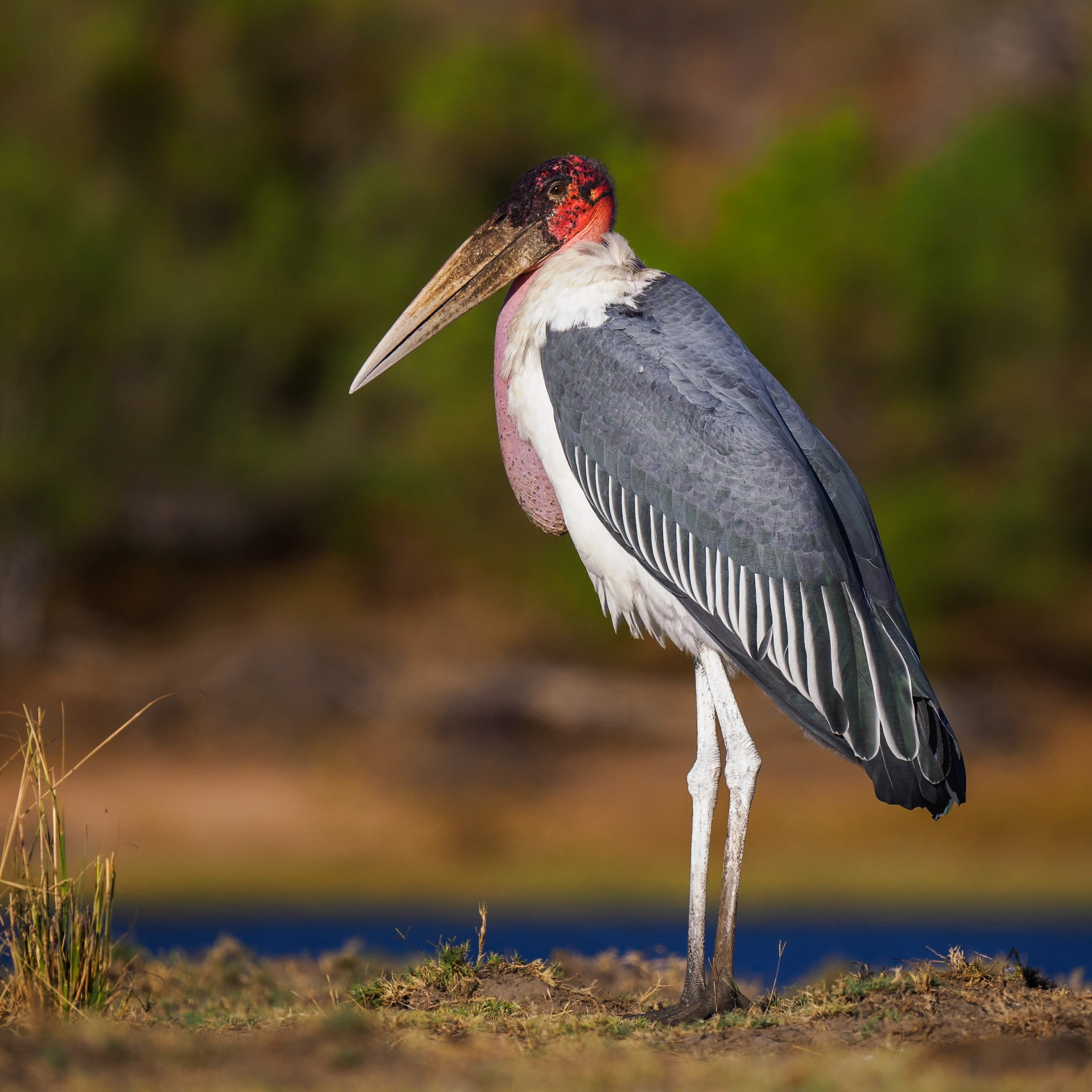 Marabou Stork