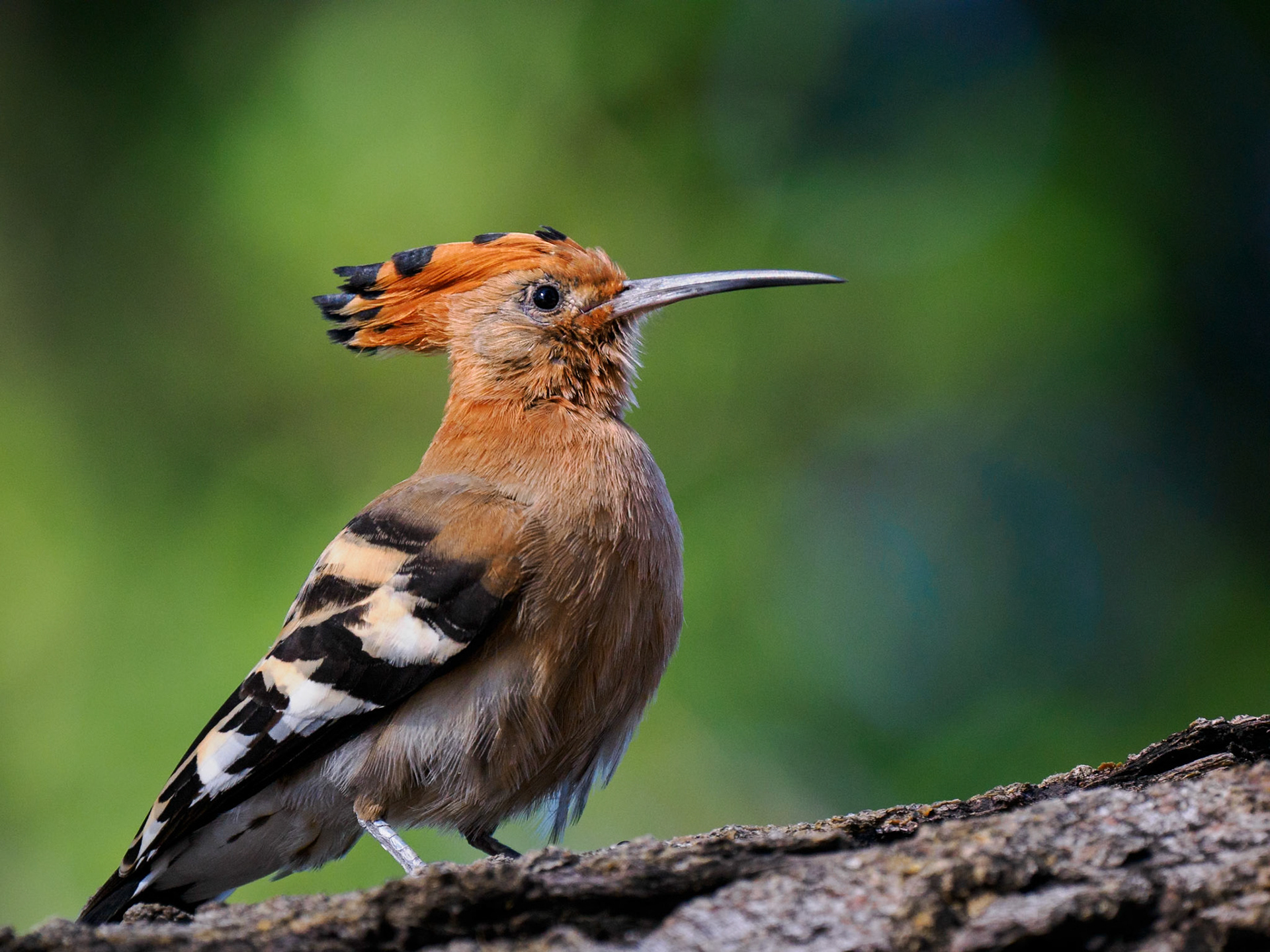 African hoopoe