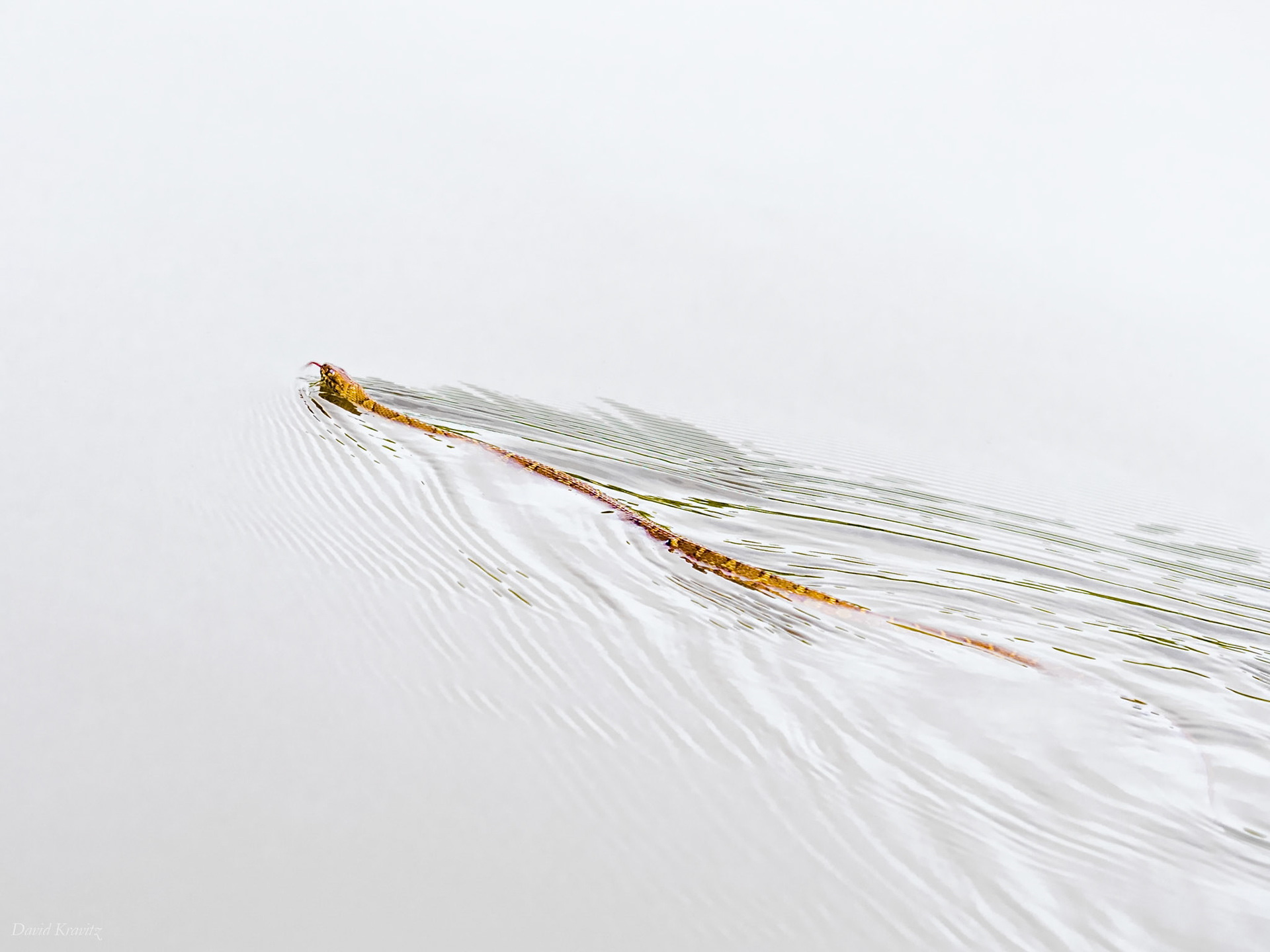 Northern water snake