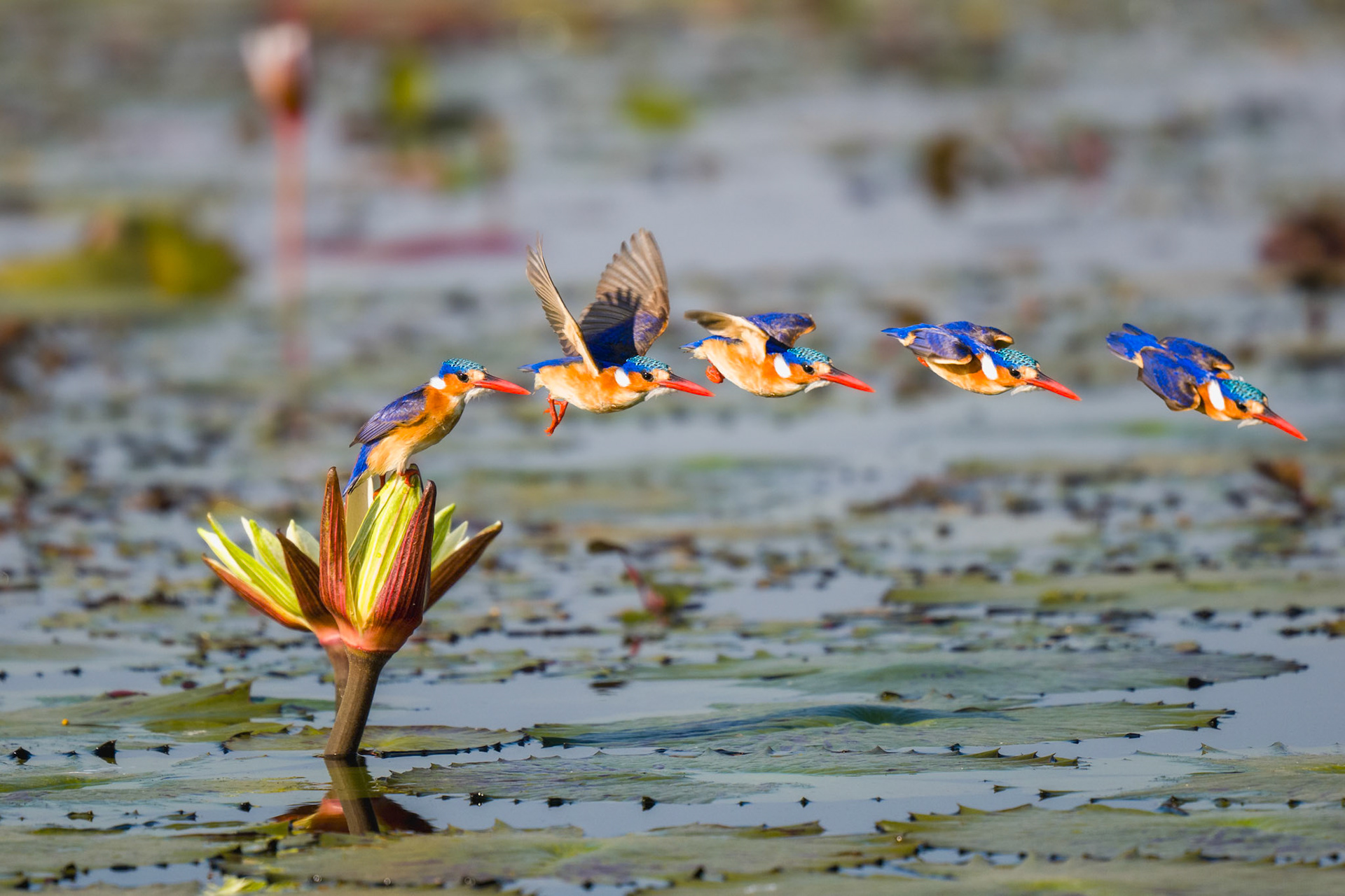Malachite Kingfisher