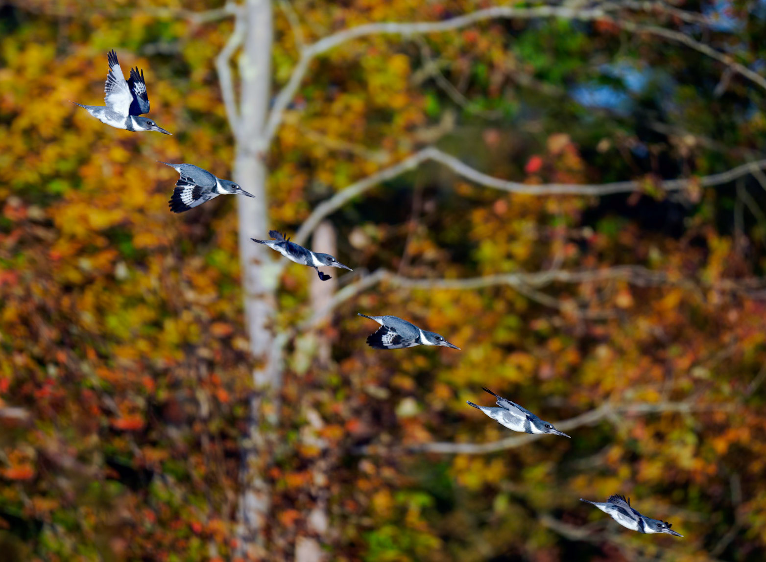 Belted kingfisher