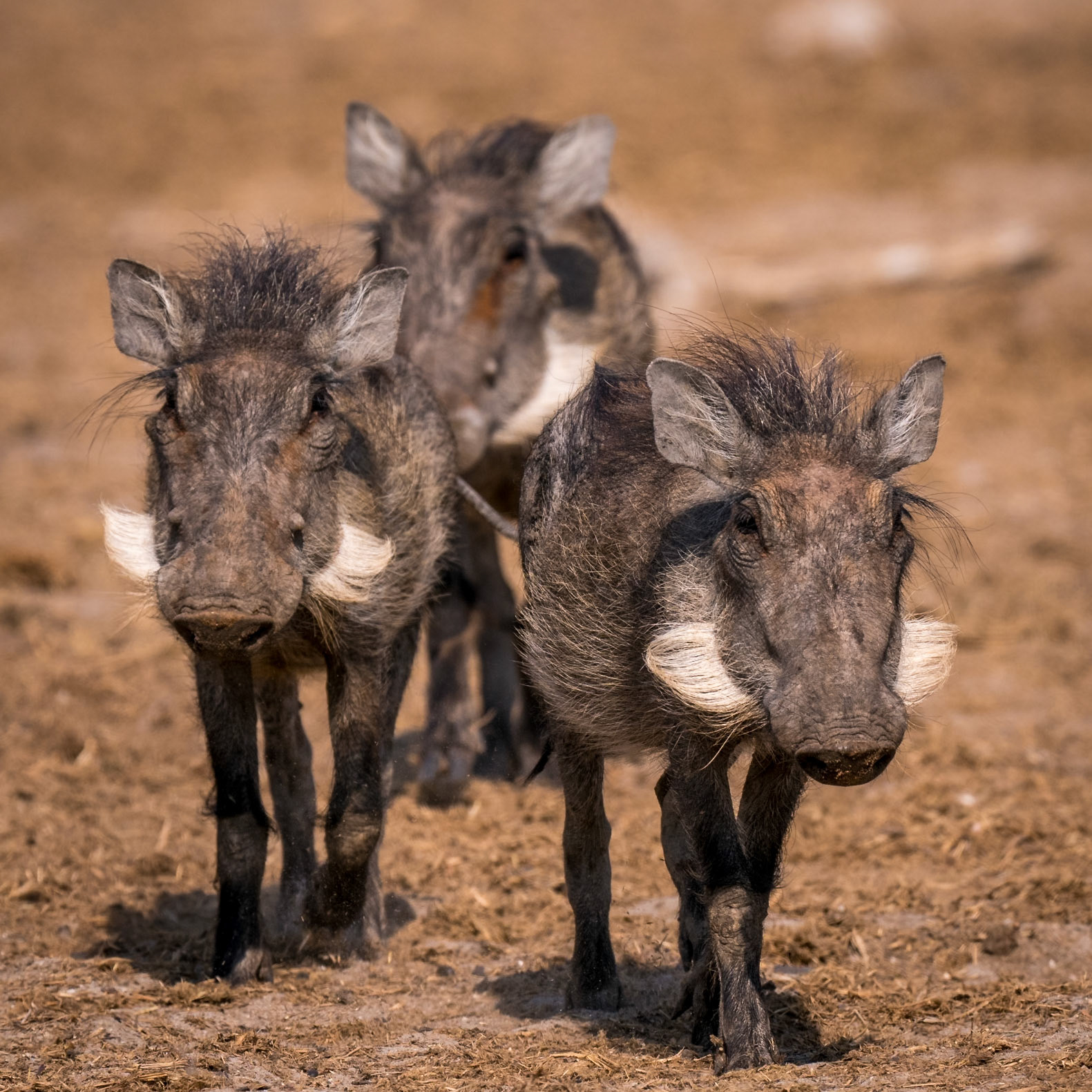 Common Warthog