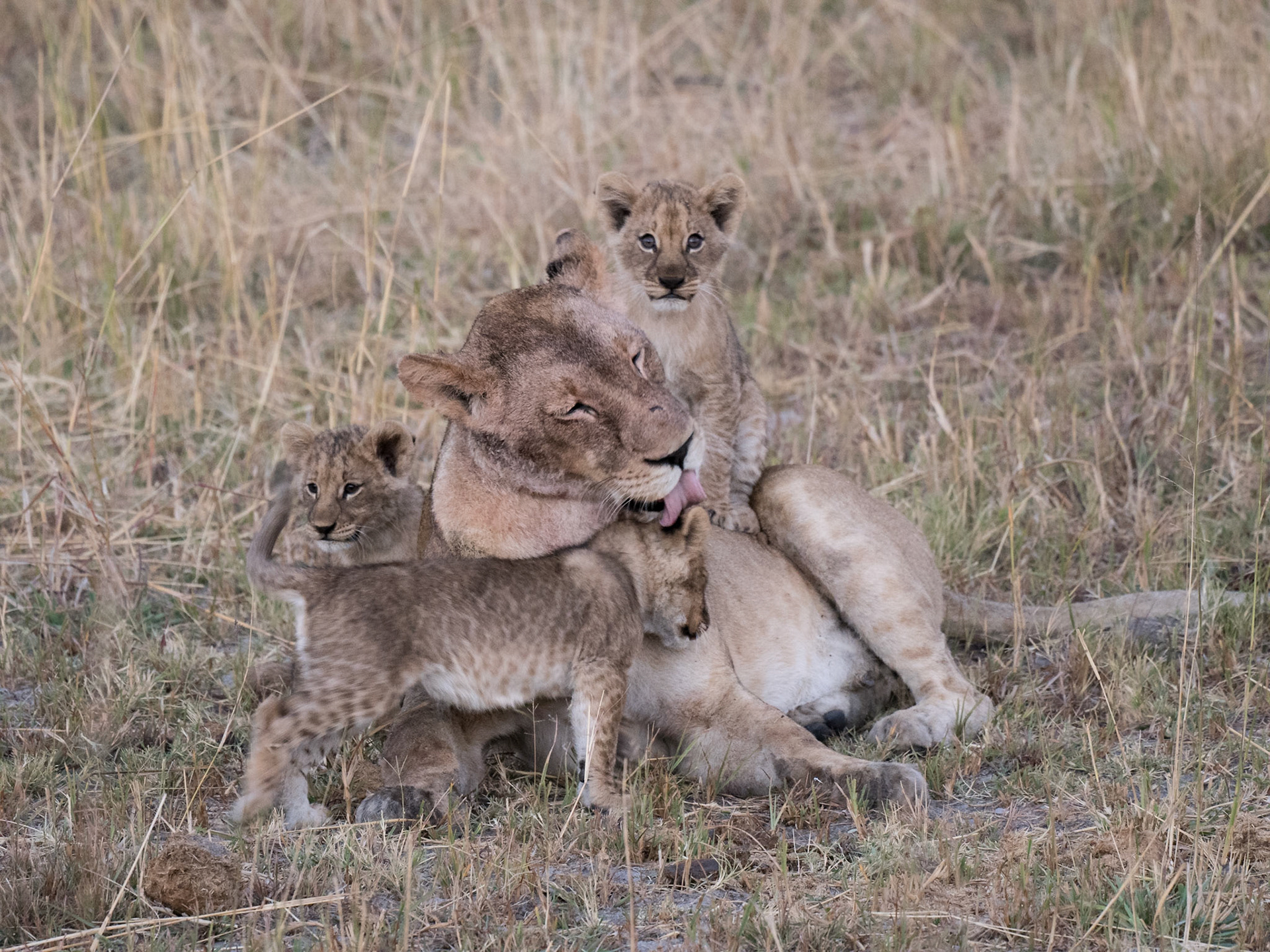 African lion