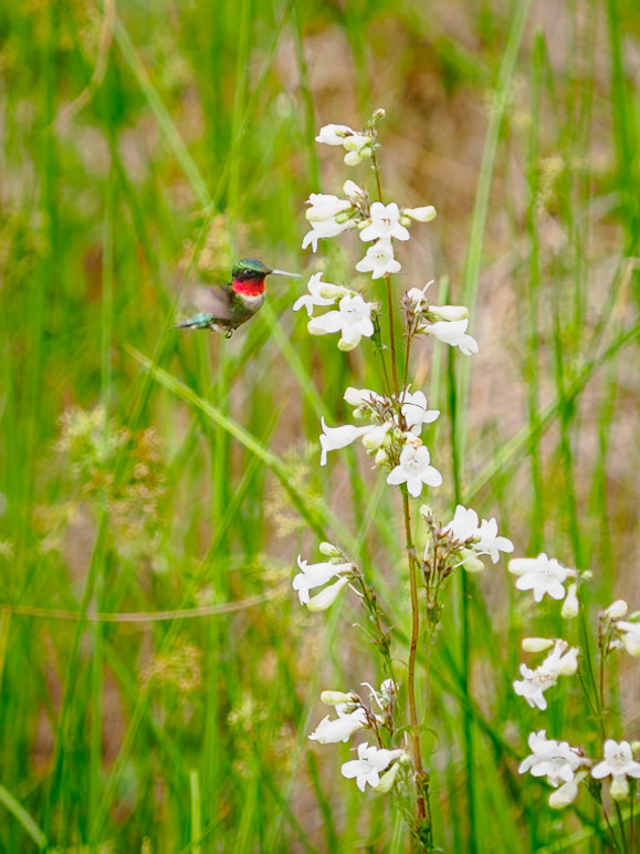 Ruby-throated hummingbird