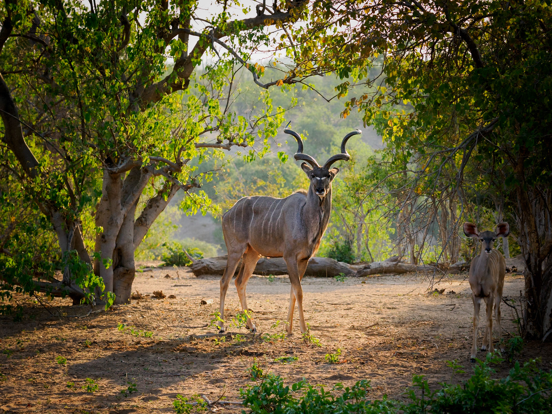 Greater Kudu