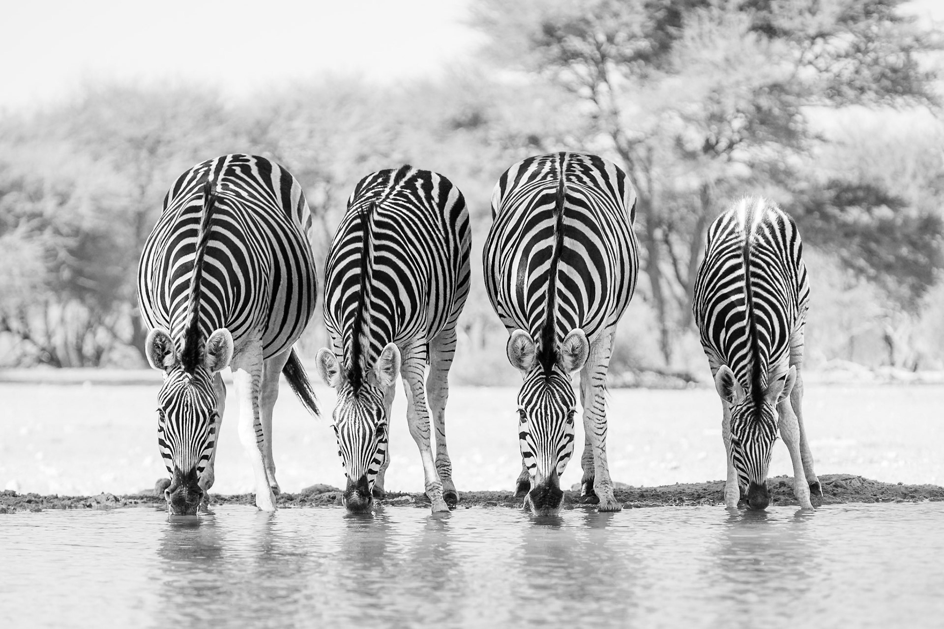 Burchell's Zebra