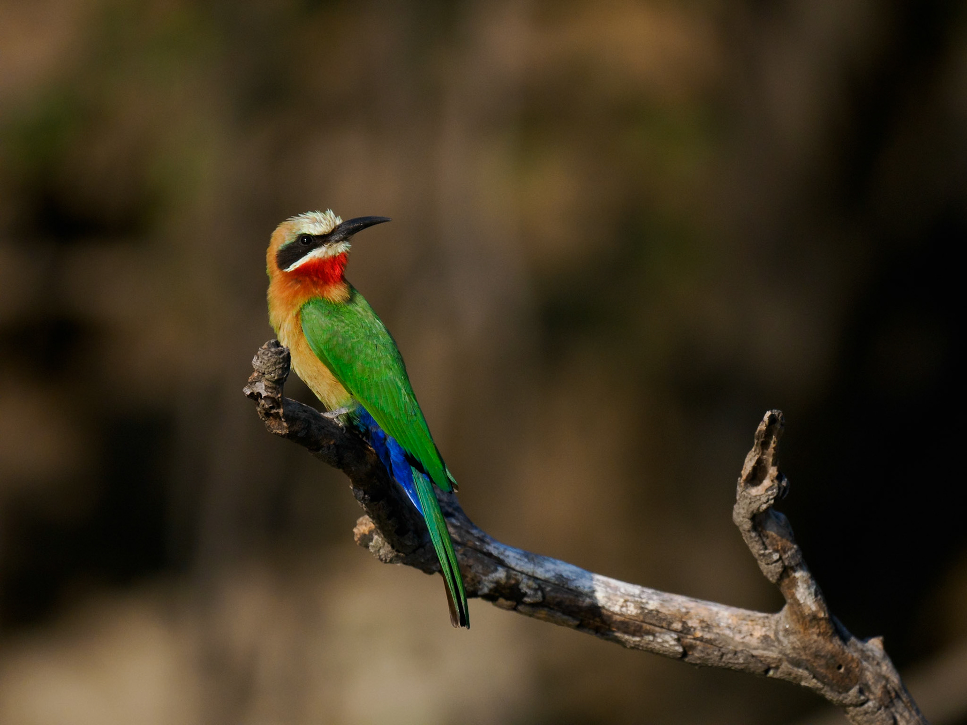 White-fronted Bee-eater