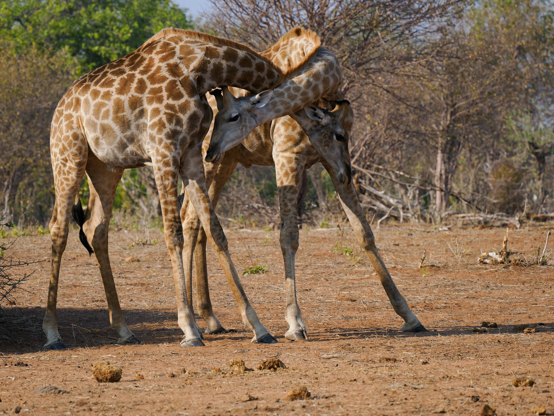 Giraffe