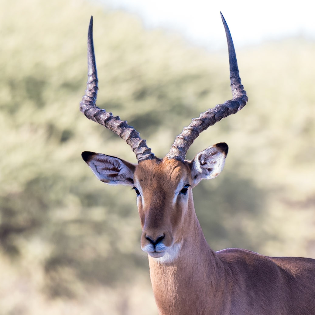 Impala